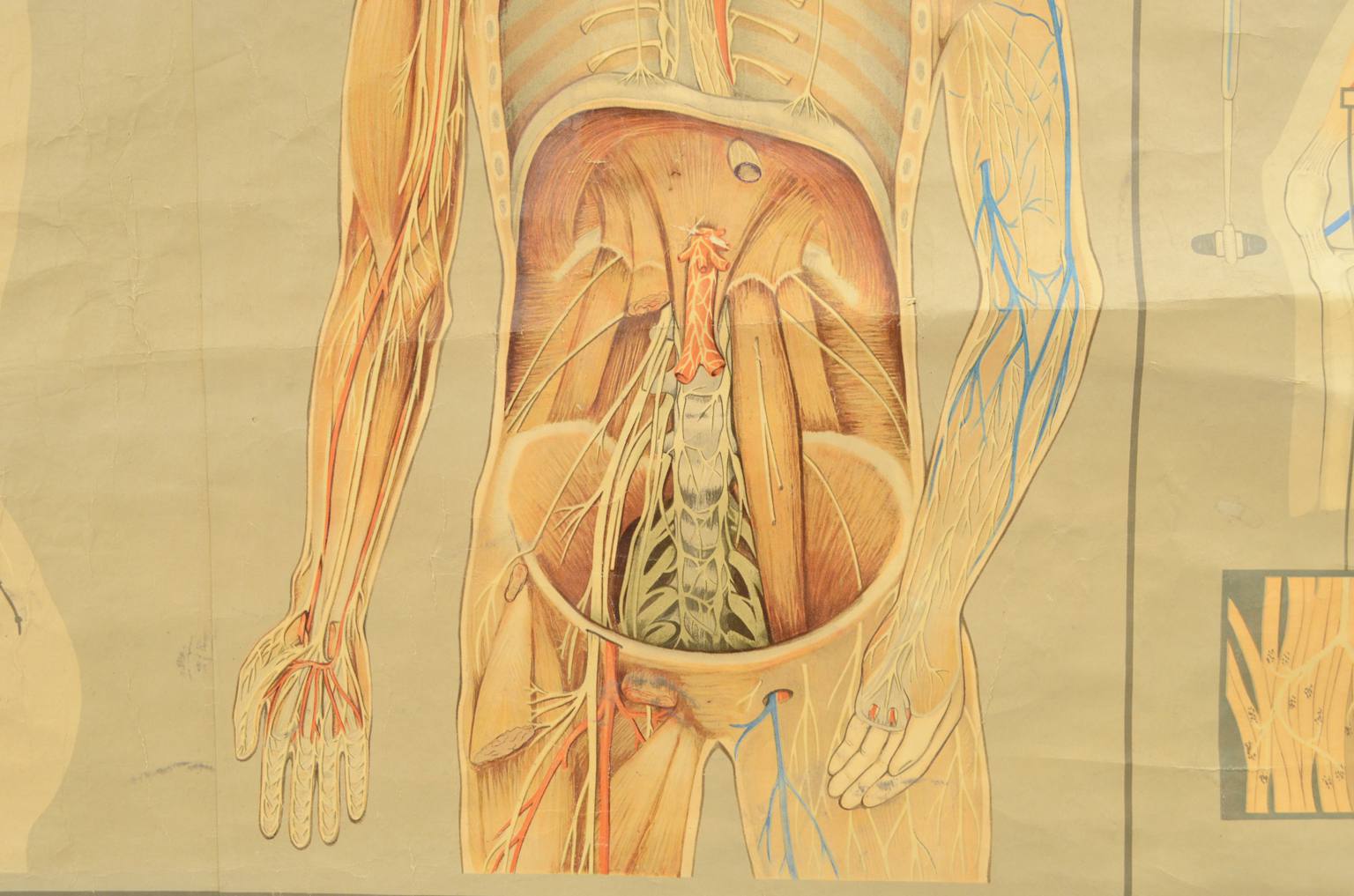 Strumenti medici d'epoca/544A-Tavola anatomica