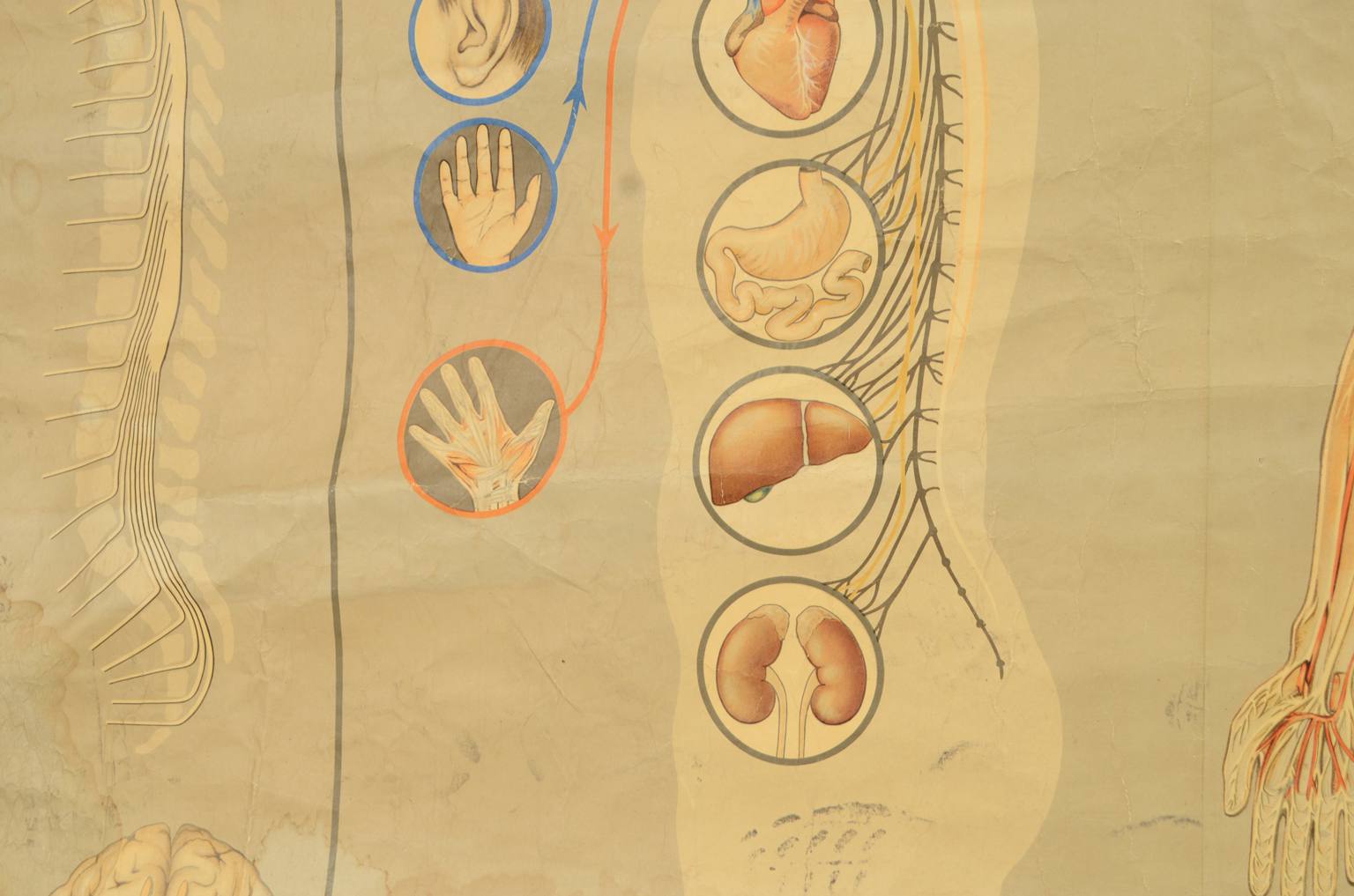 Old medical instruments/544A-Anatomical plate