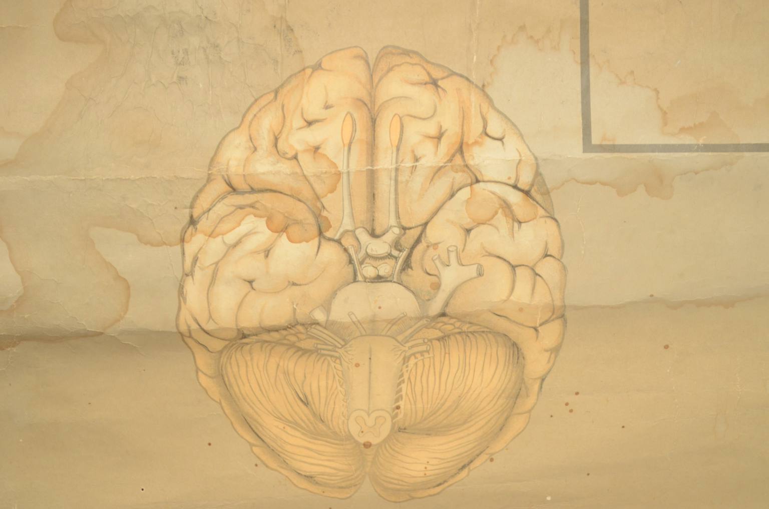 Strumenti medici d'epoca/544A-Tavola anatomica