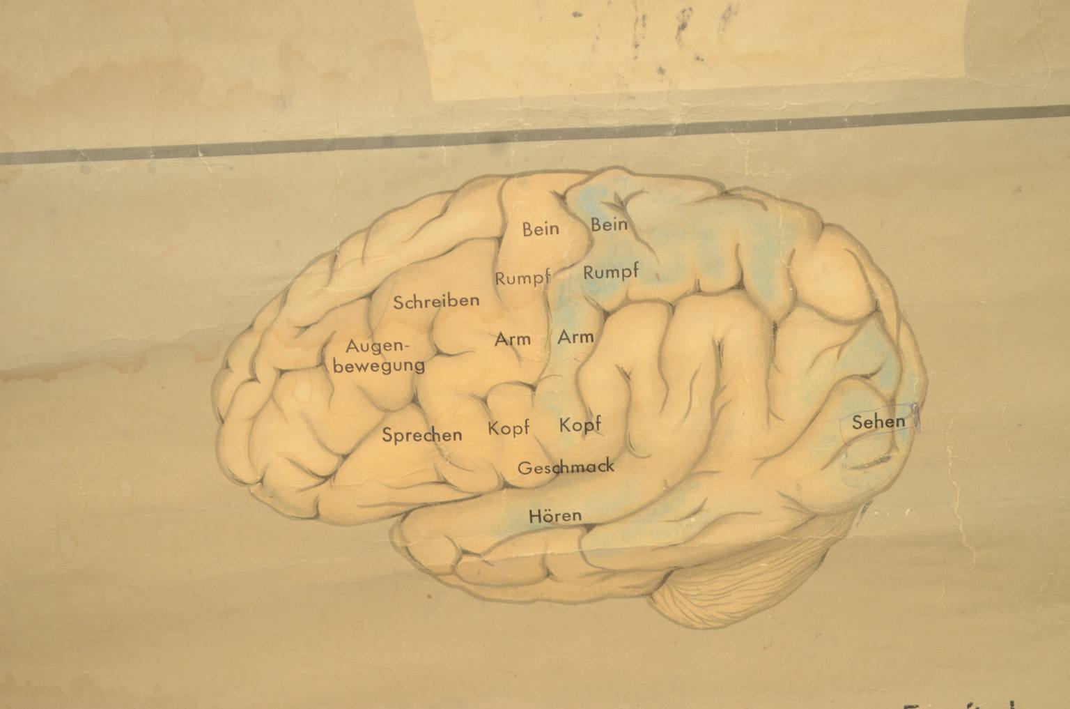 Strumenti medici d'epoca/544A-Tavola anatomica