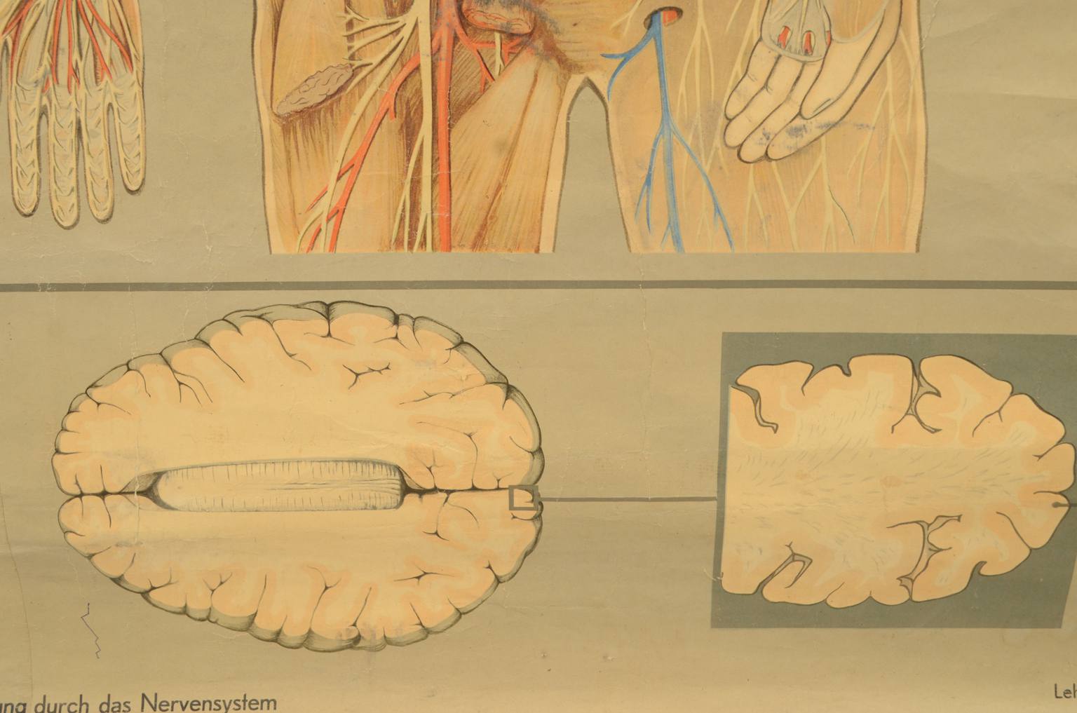 Strumenti medici d'epoca/544A-Tavola anatomica