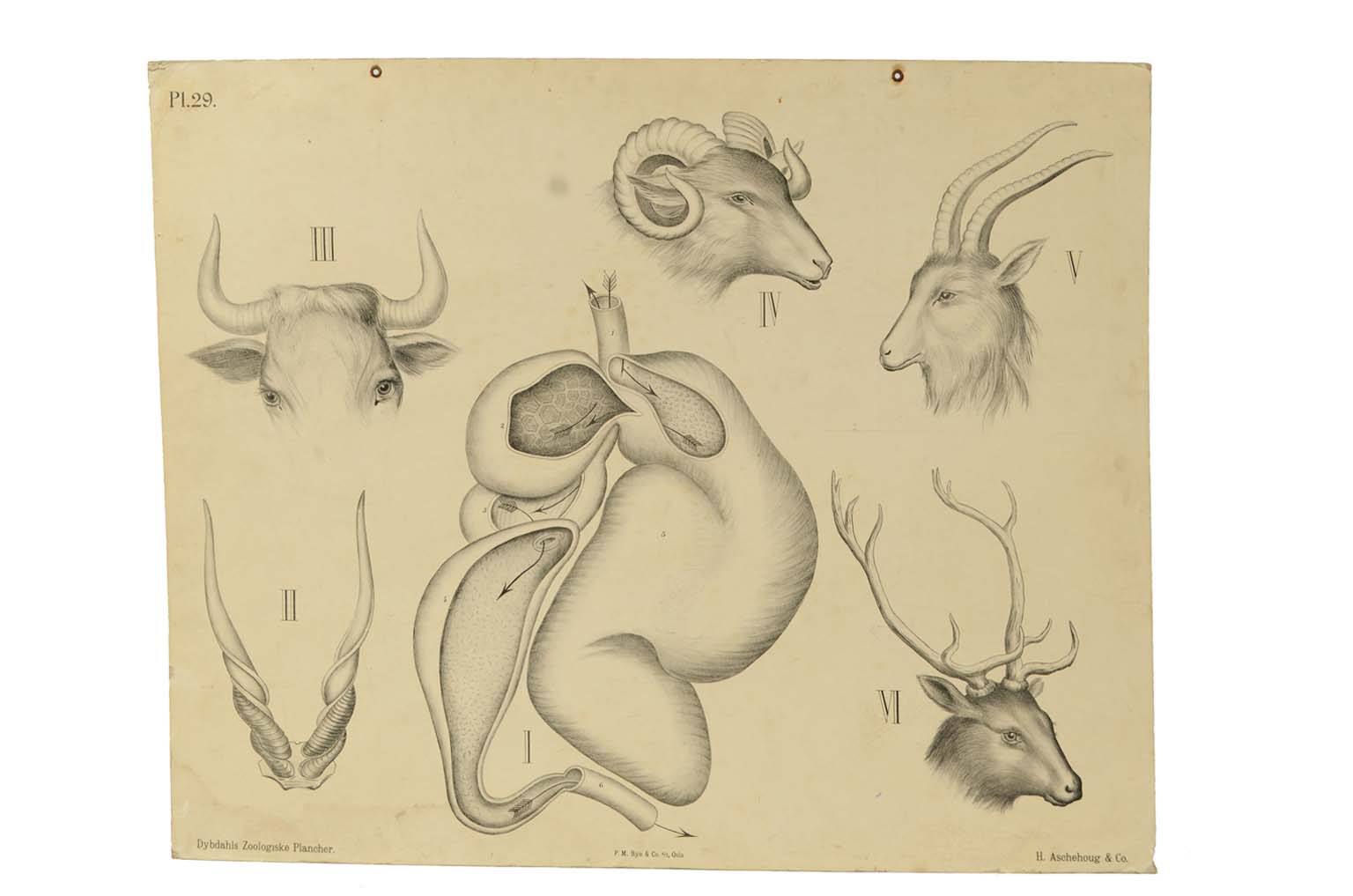 Natural history/577A-Zoological plate