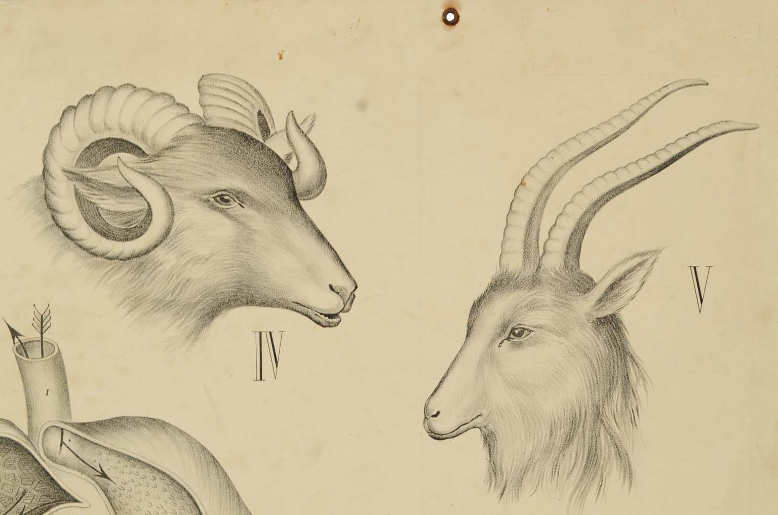 Storia naturale/577A-Tavola zoologica