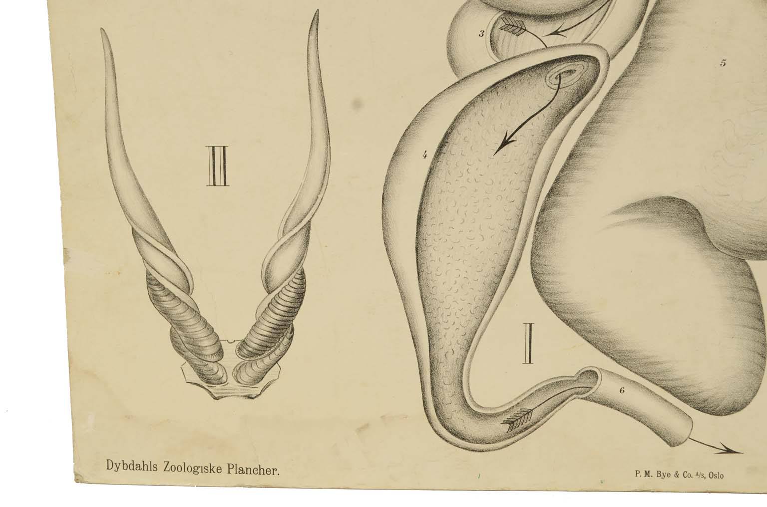 Natural history/577A-Zoological plate