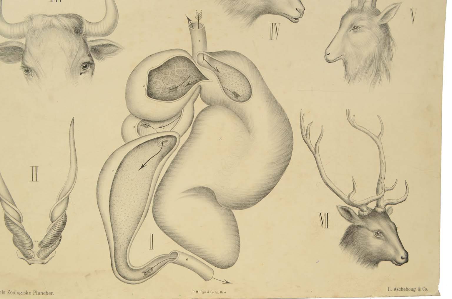 Storia naturale/577A-Tavola zoologica