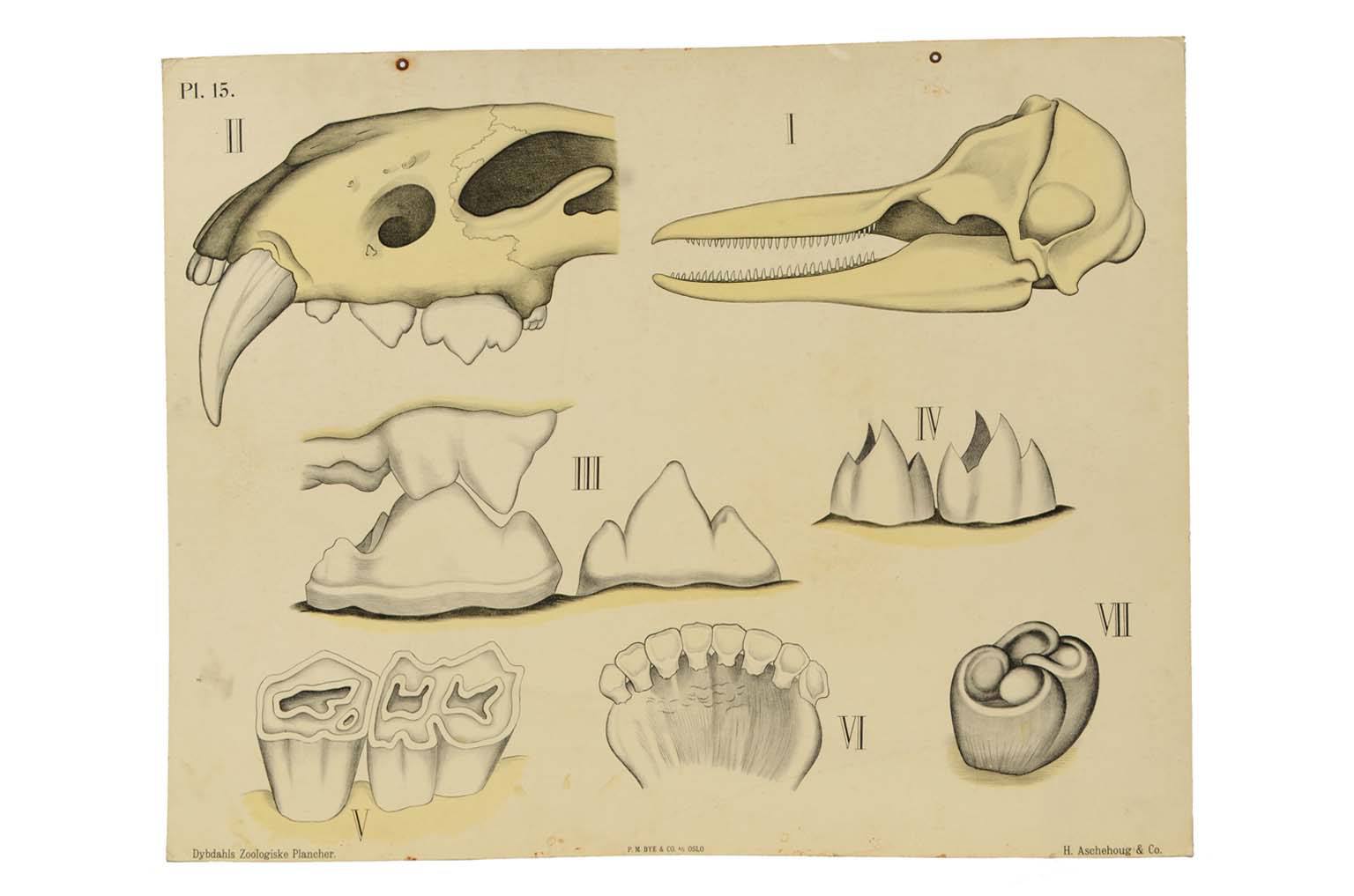 Natural history/577A1-Zoological plate