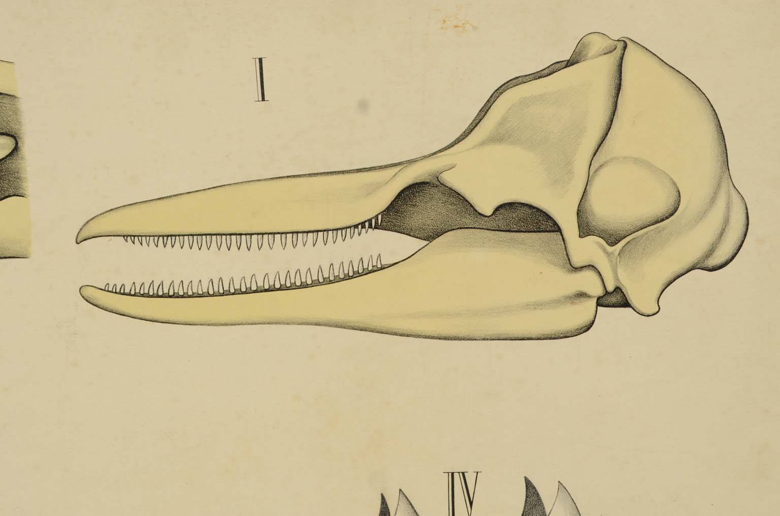 Natural history/577A1-Zoological plate