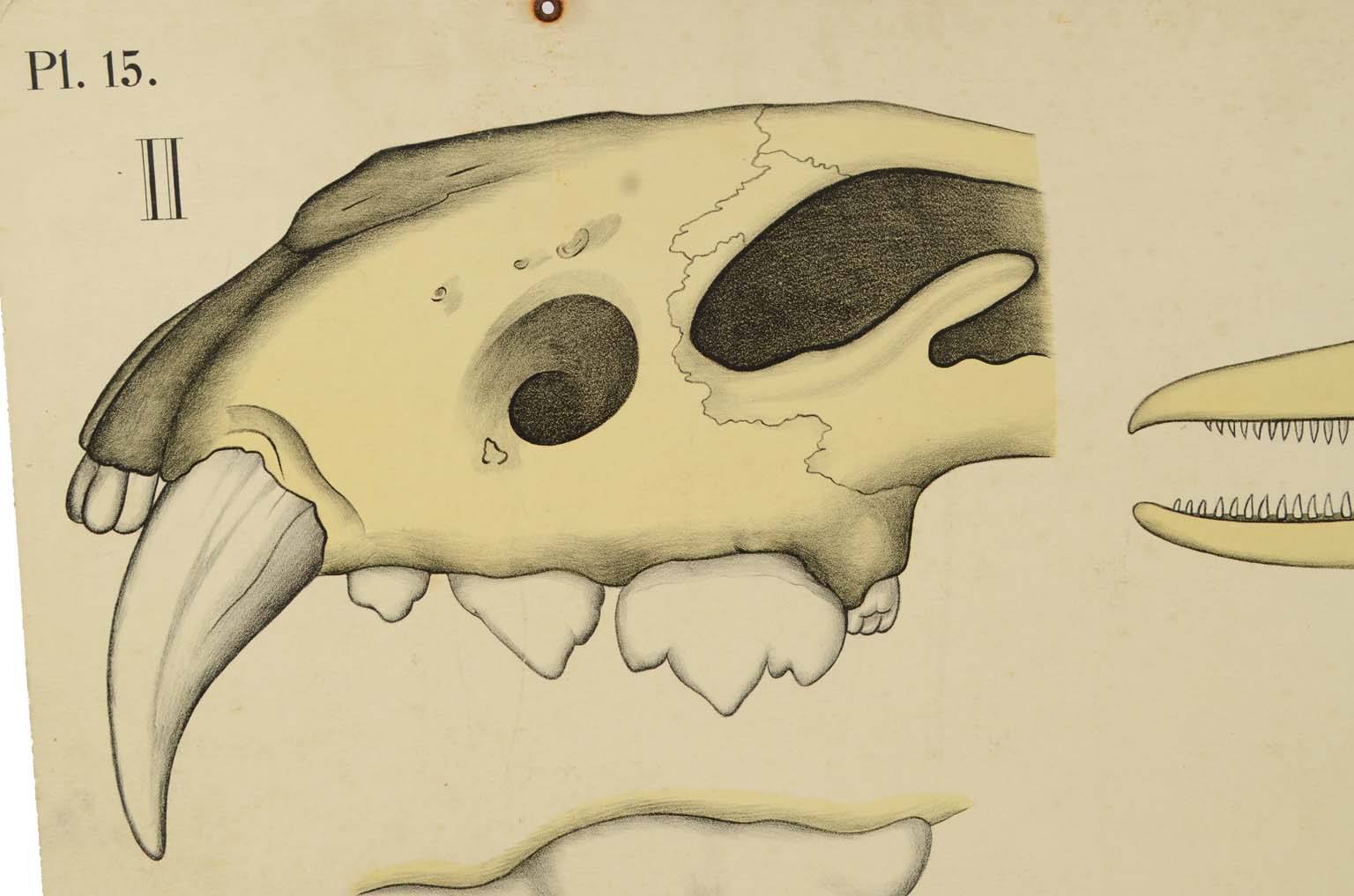 Natural history/577A1-Zoological plate