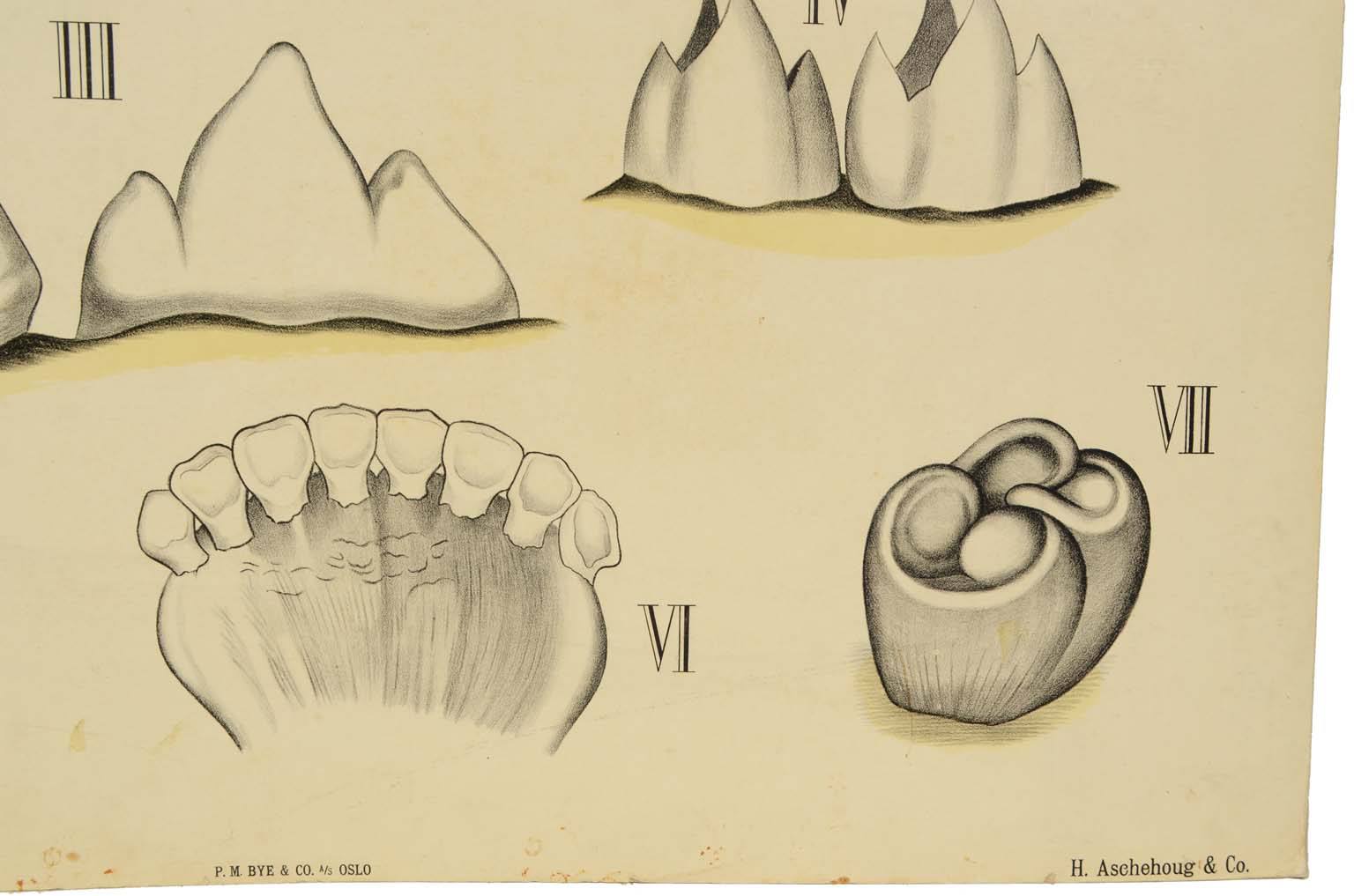 Natural history/577A1-Zoological plate