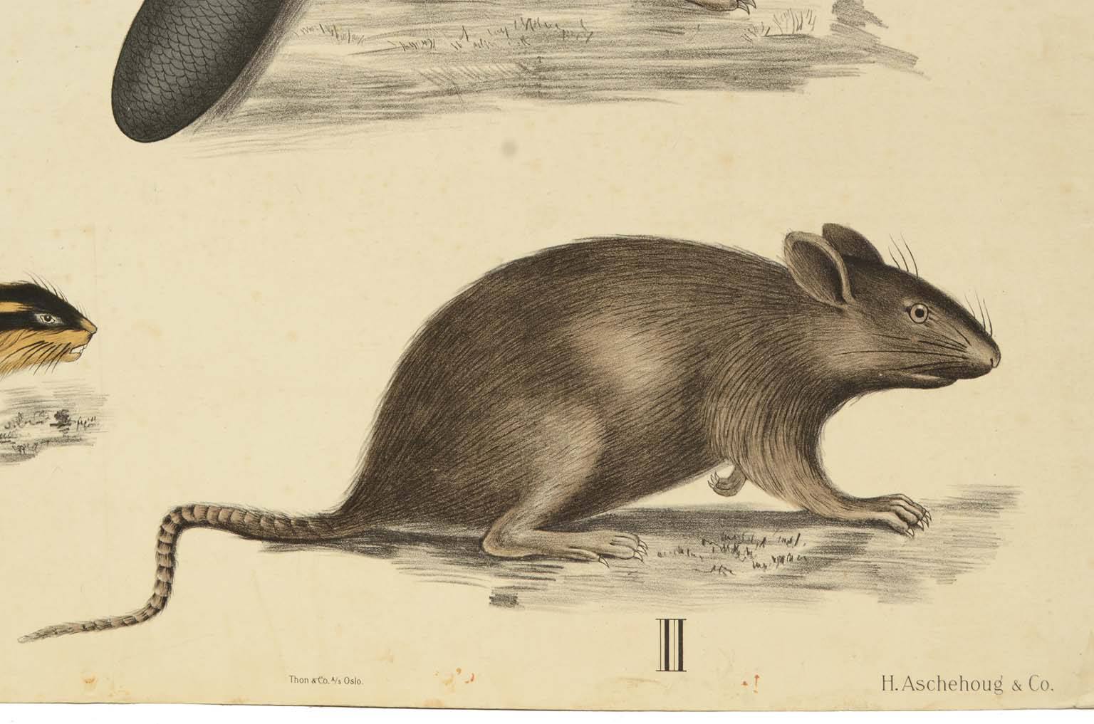 Storia naturale/577A10-Tavola zoologica