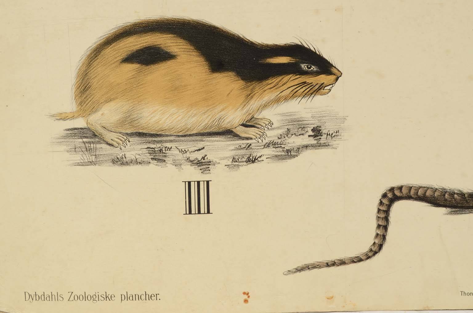 Storia naturale/577A10-Tavola zoologica