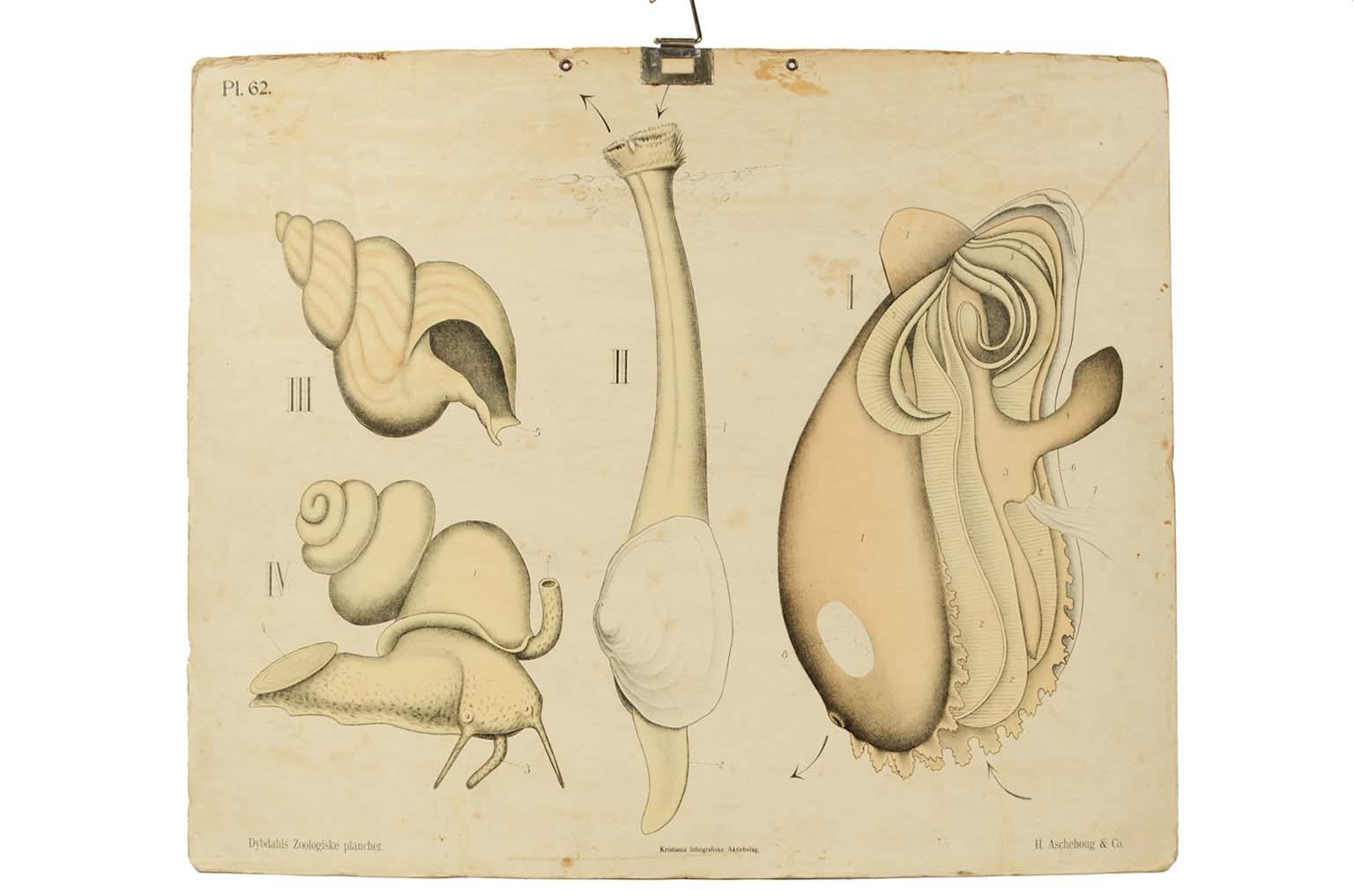 Storia naturale/577A11-Tavola zoologica