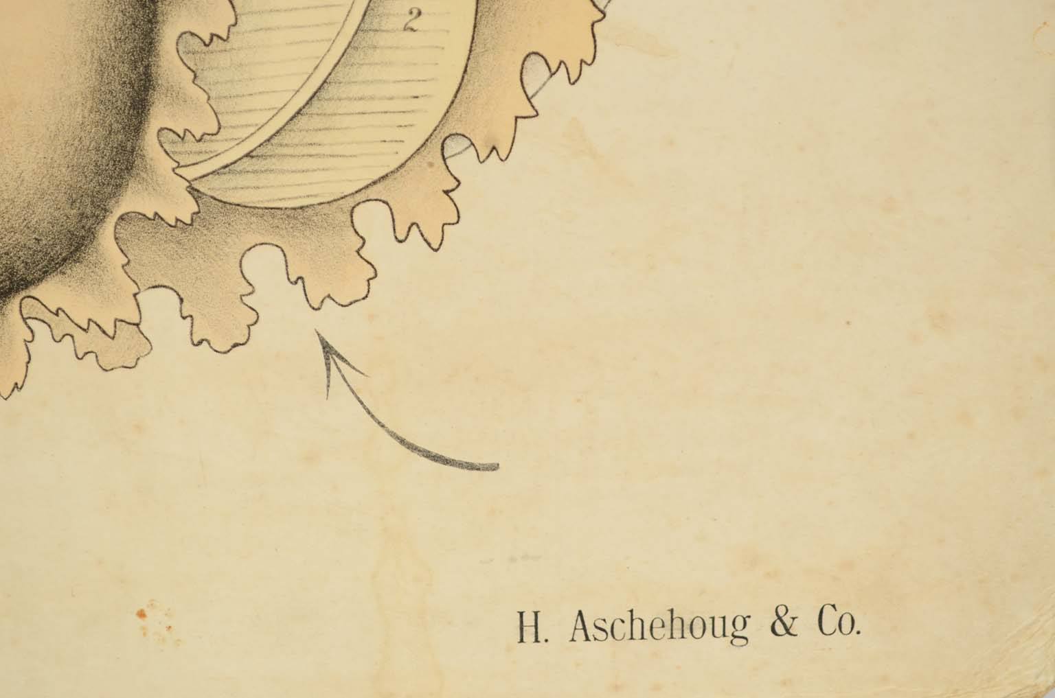 Storia naturale/577A11-Tavola zoologica