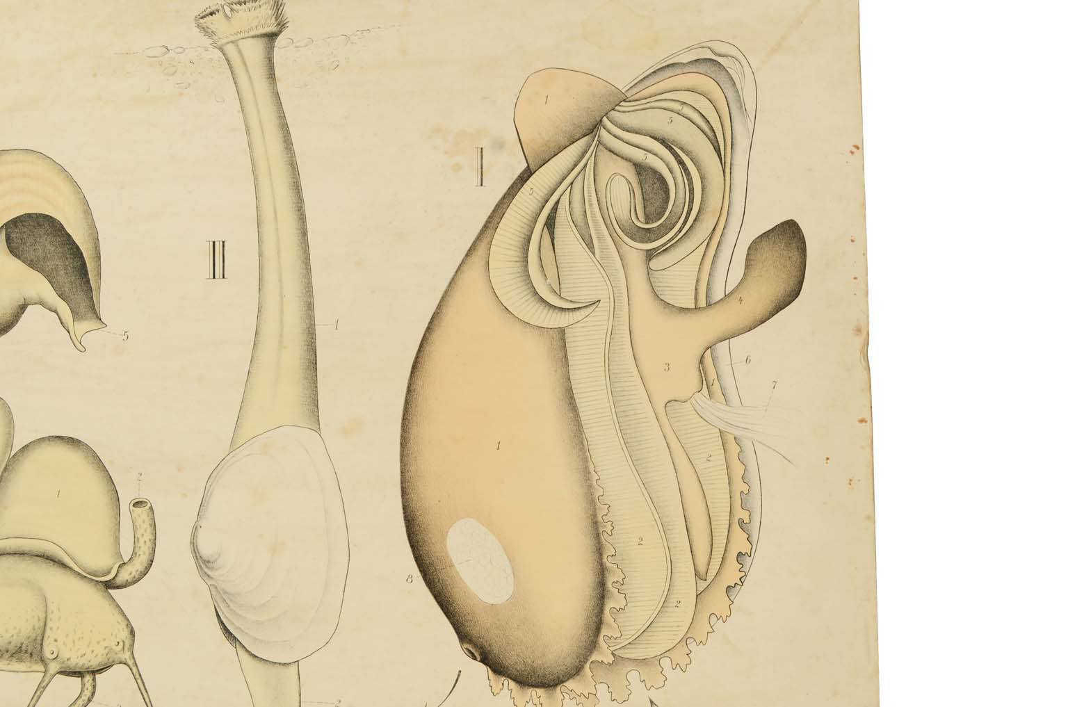 Storia naturale/577A11-Tavola zoologica