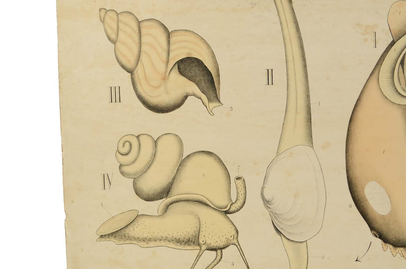 Natural history/577A11-Zoological plate