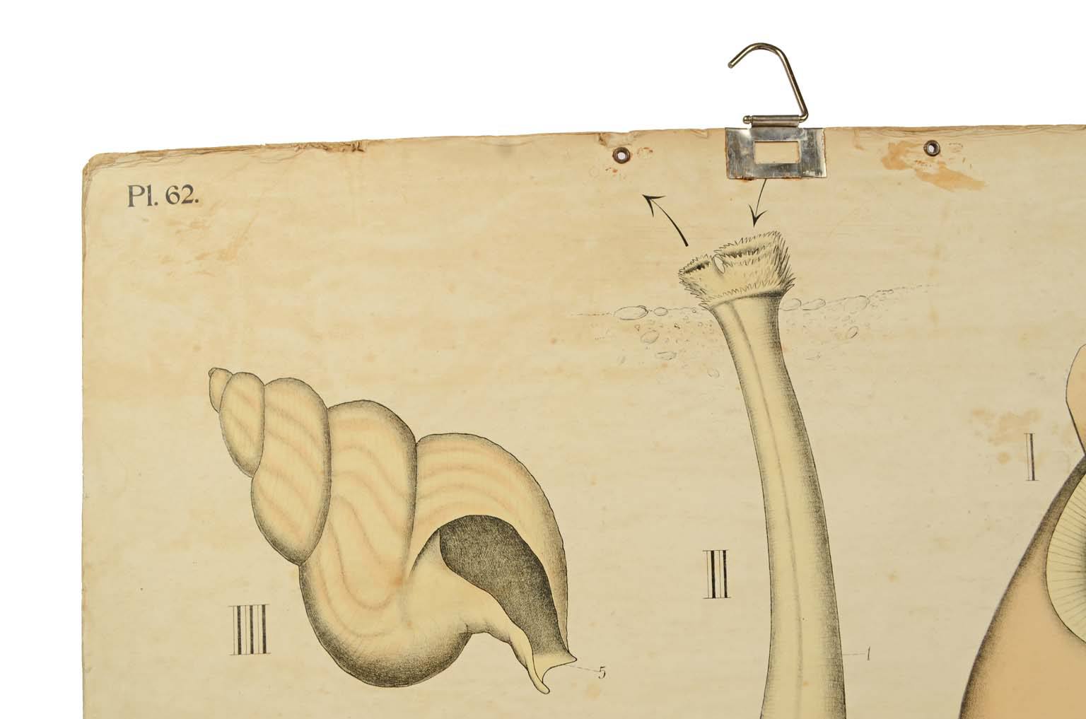 Natural history/577A11-Zoological plate
