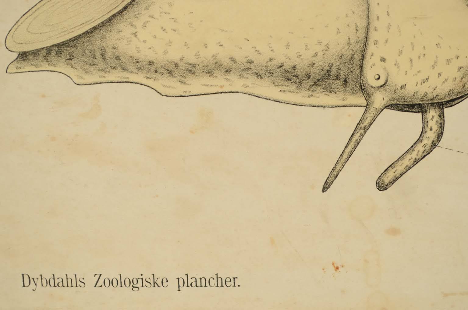 Storia naturale/577A11-Tavola zoologica