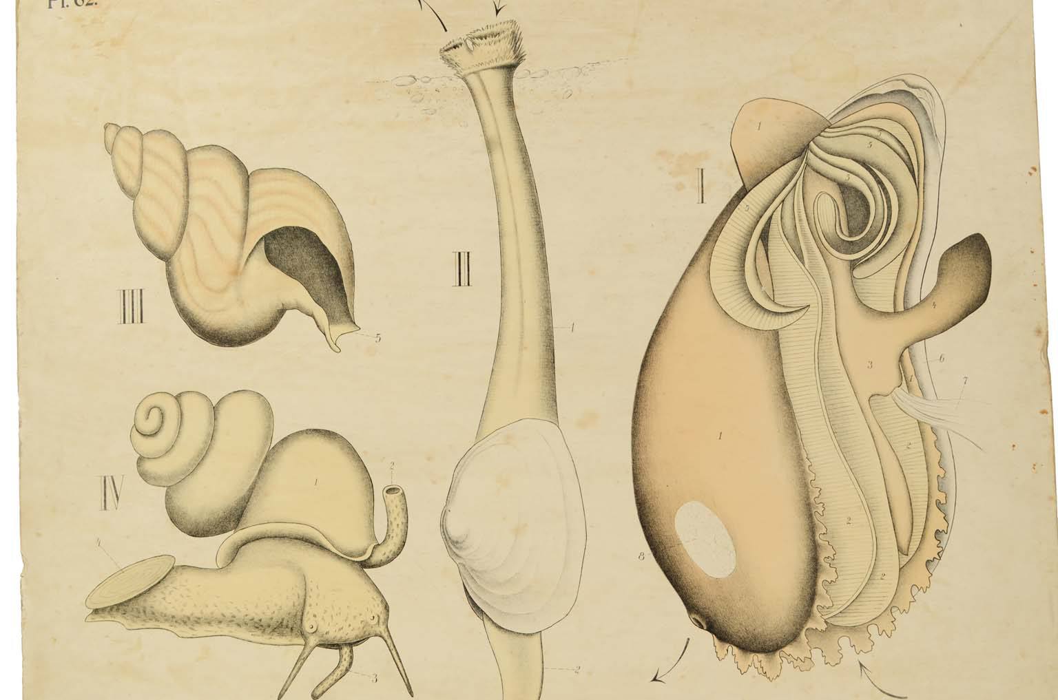 Storia naturale/577A11-Tavola zoologica