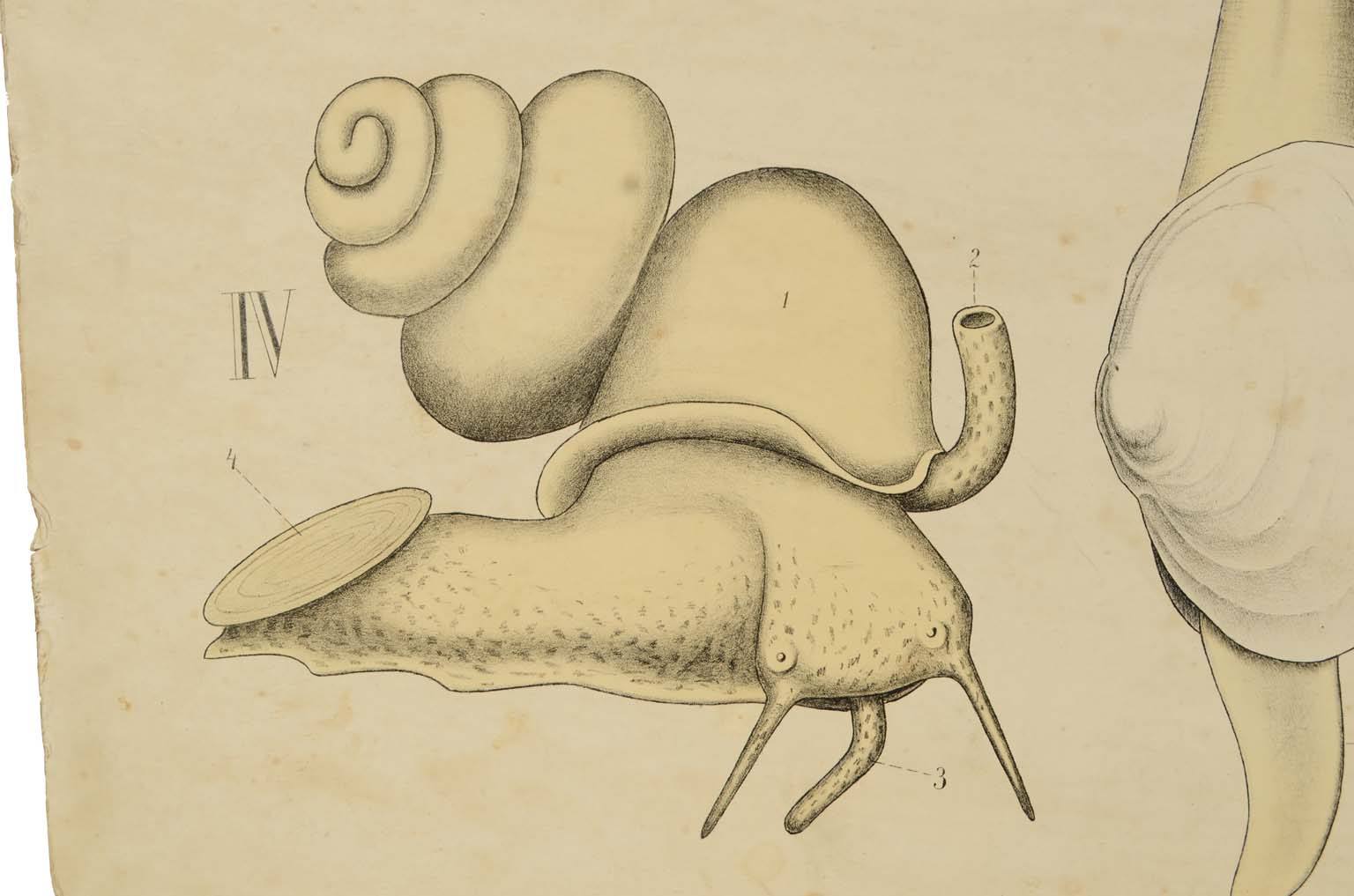 Storia naturale/577A11-Tavola zoologica