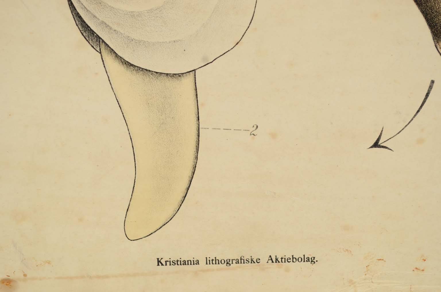 Natural history/577A11-Zoological plate