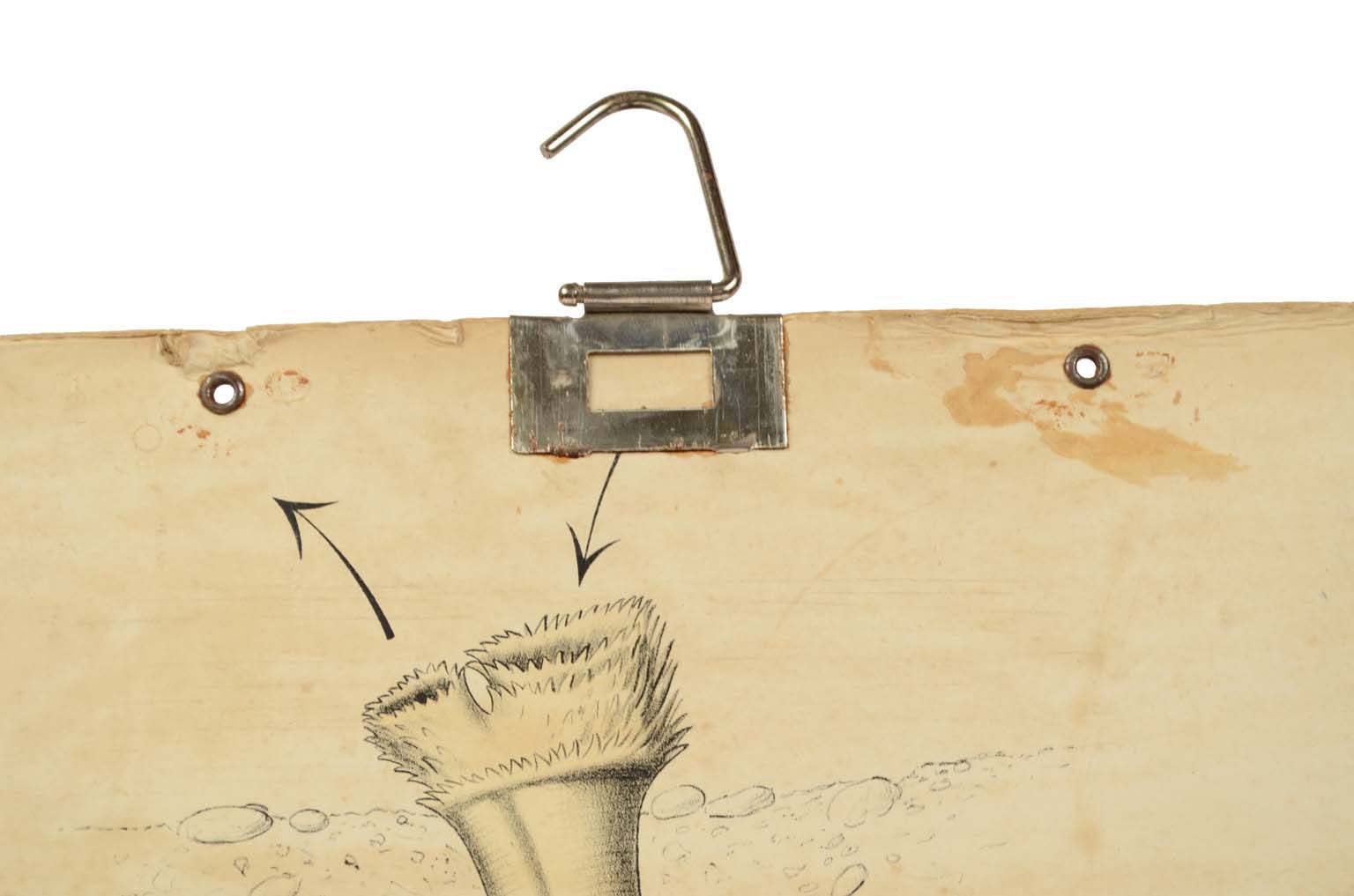 Storia naturale/577A11-Tavola zoologica