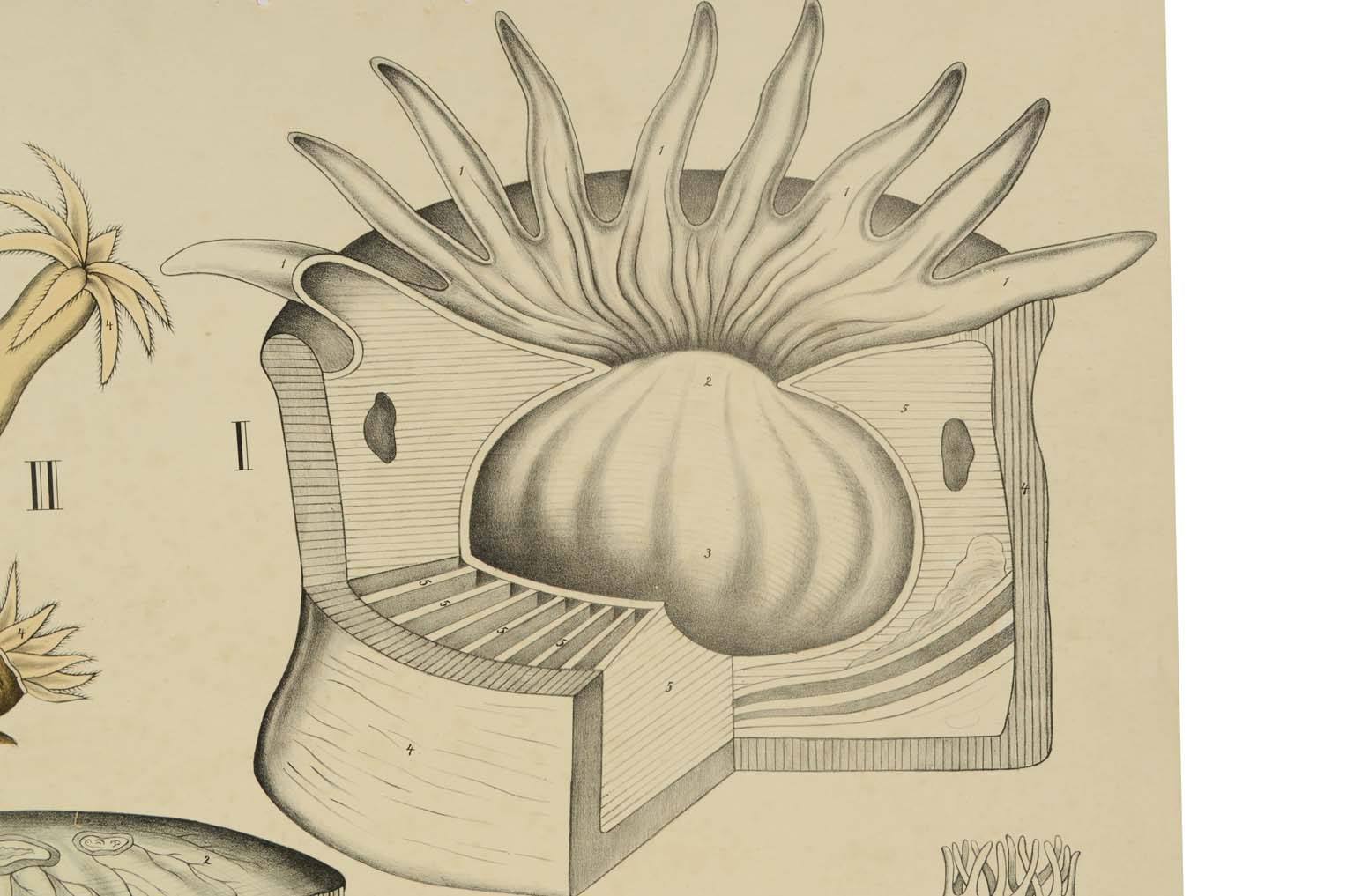 Storia naturale/577A12-Tavola zoologica