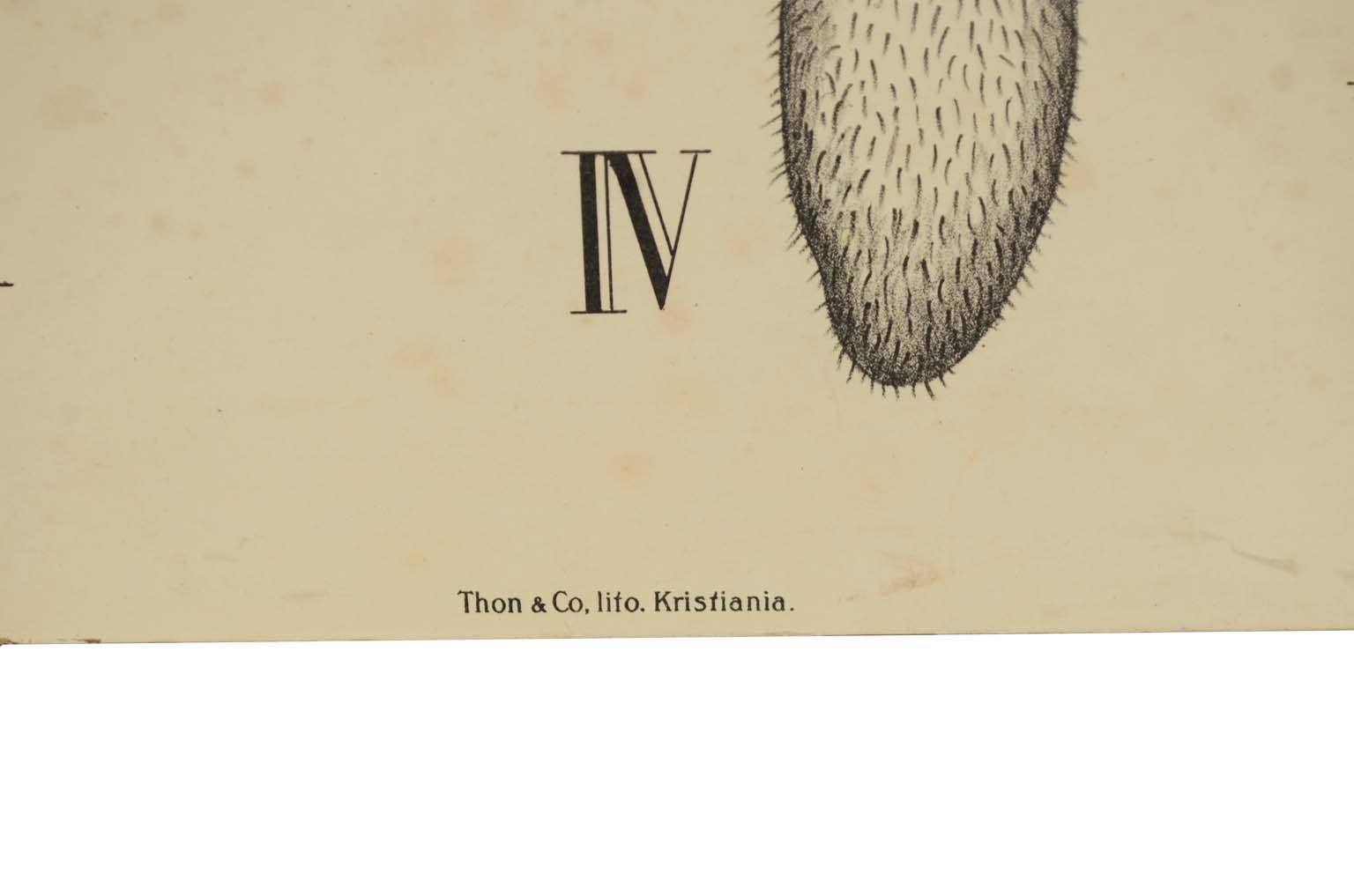 Storia naturale/577A12-Tavola zoologica