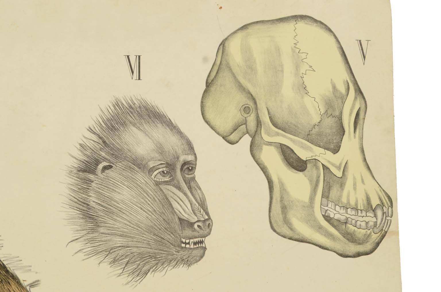 Storia naturale/577A14-Tavola zoologica