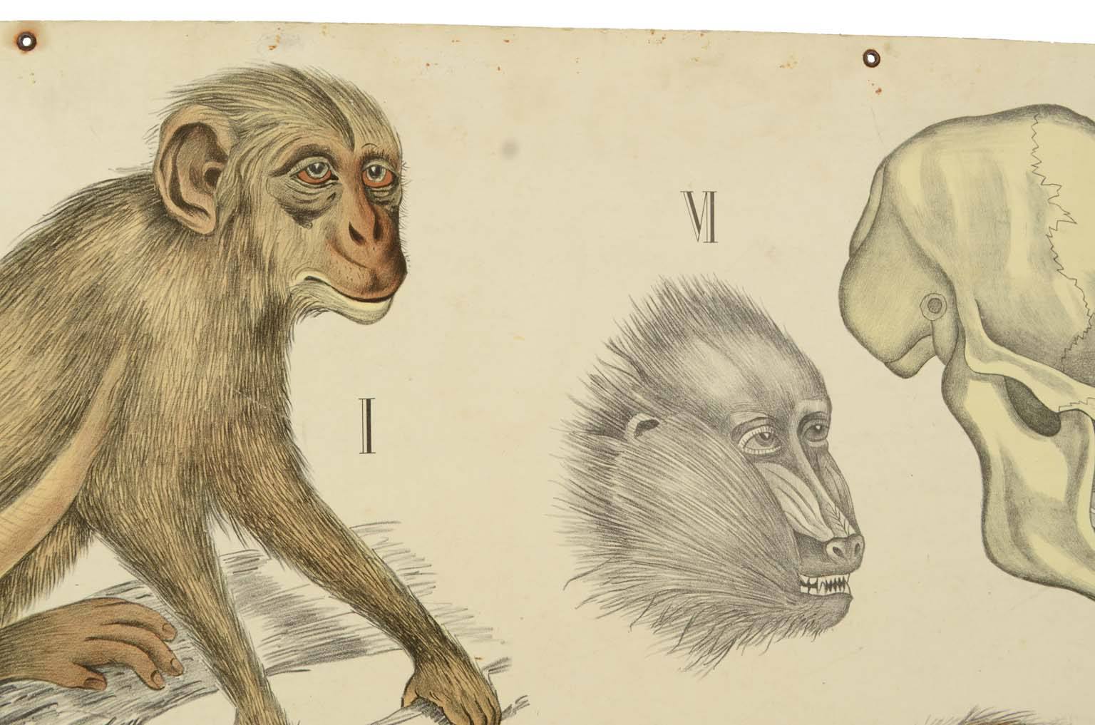 Storia naturale/577A14-Tavola zoologica