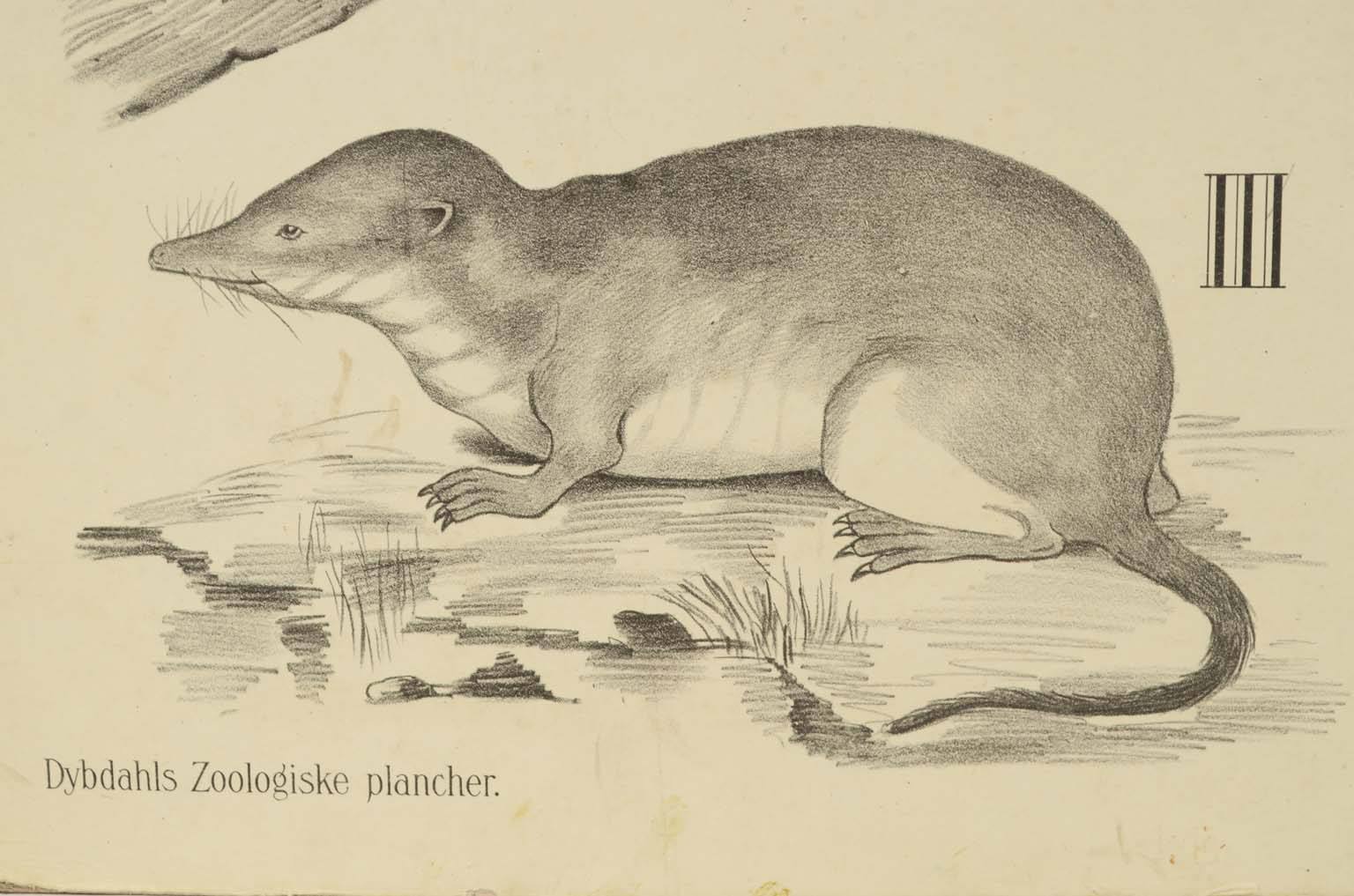 Storia naturale/577A14-Tavola zoologica