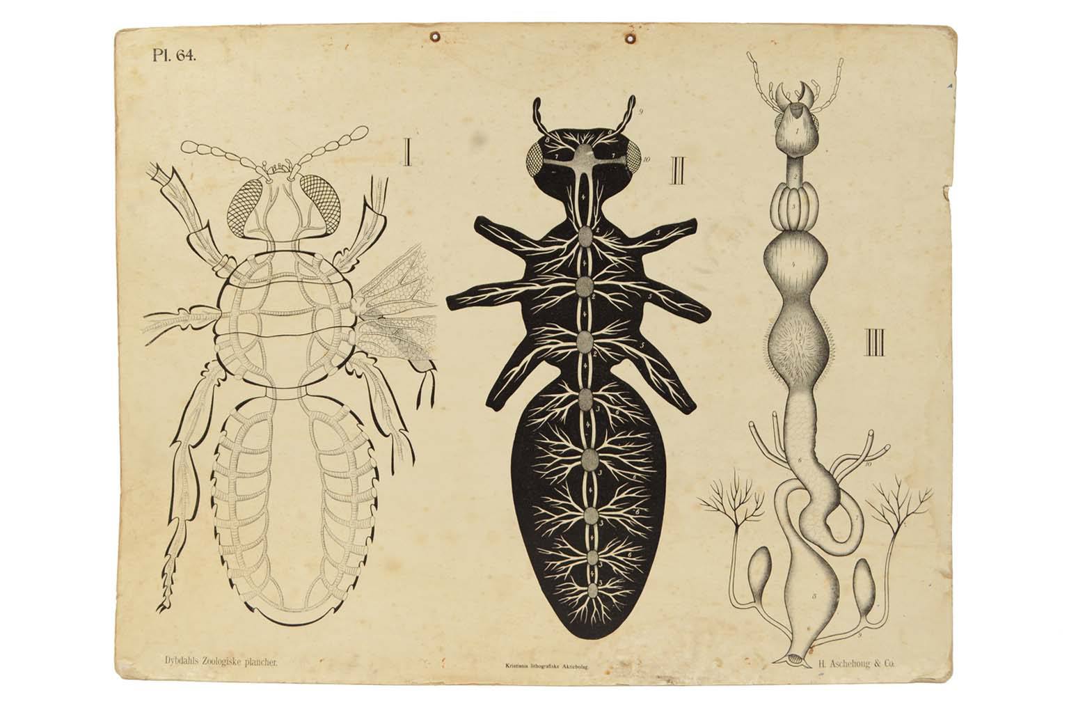Storia naturale/577A3-Tavola zoologica
