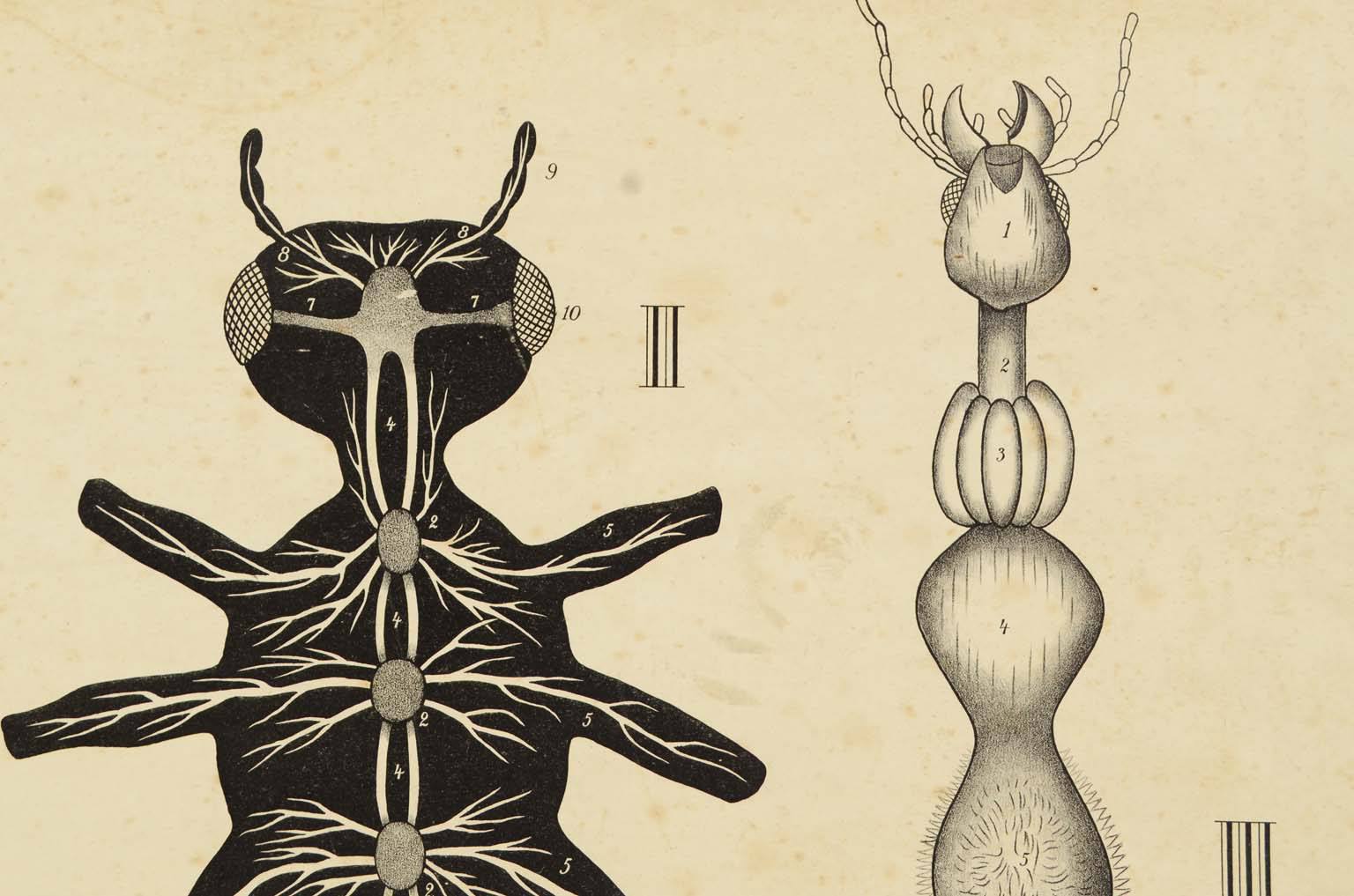 Natural history/577A3-Zoological plate
