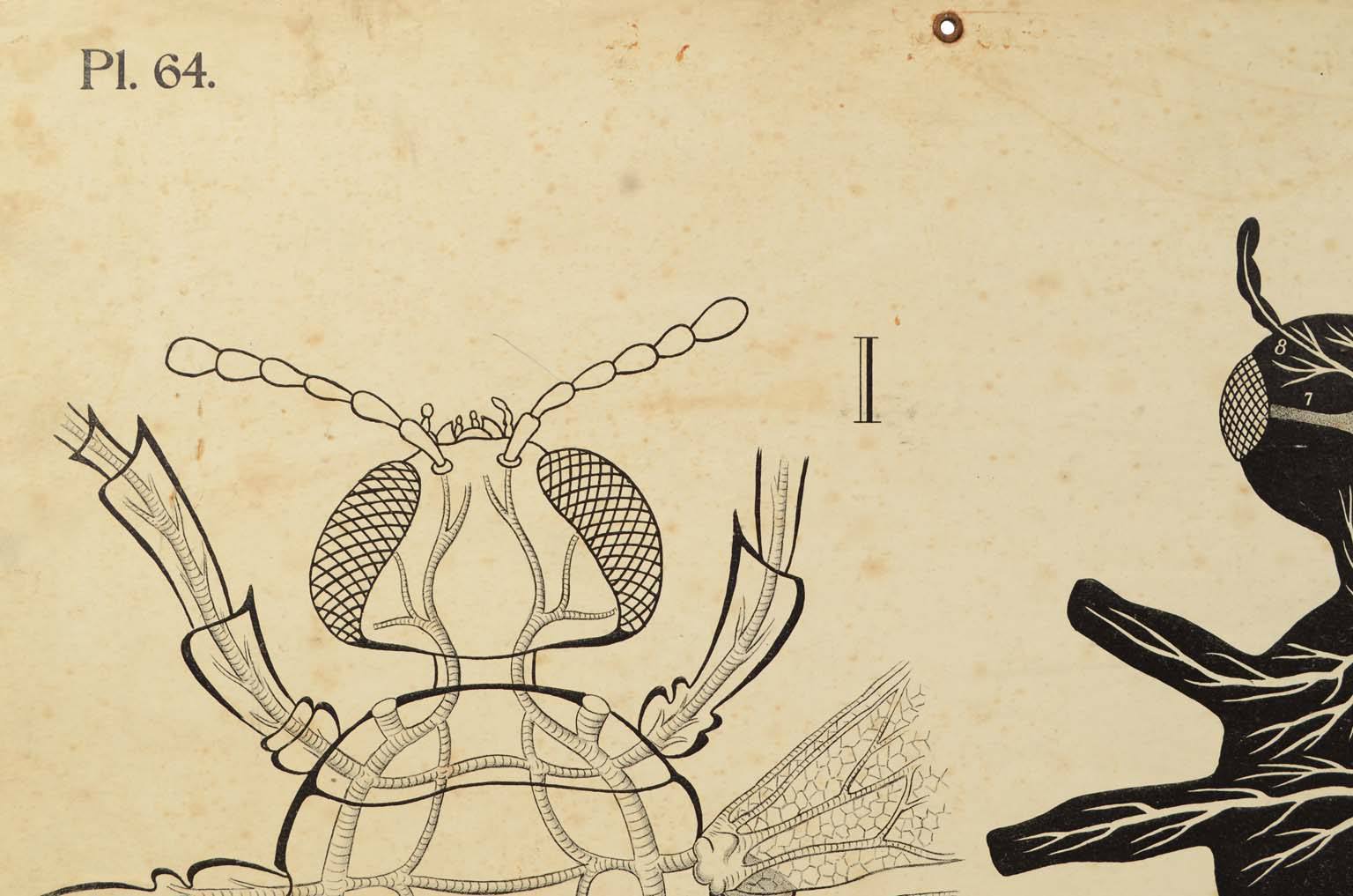 Storia naturale/577A3-Tavola zoologica