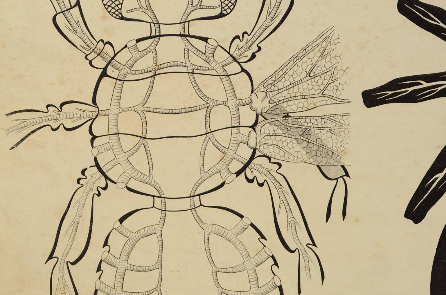 Natural history/577A3-Zoological plate