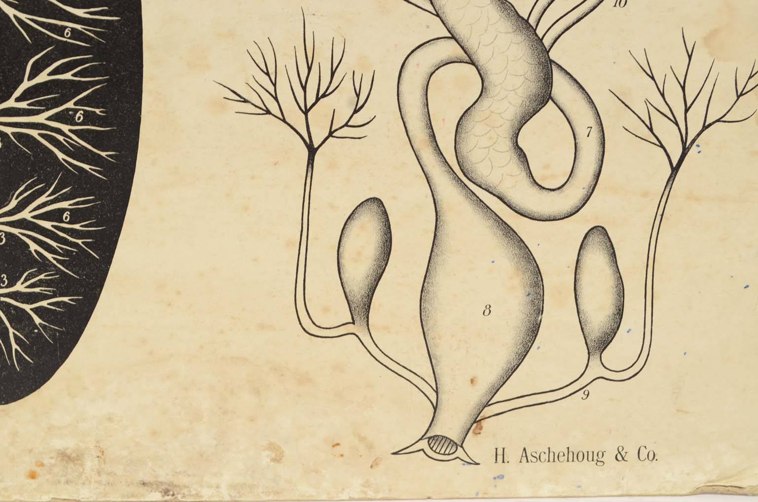 Natural history/577A3-Zoological plate