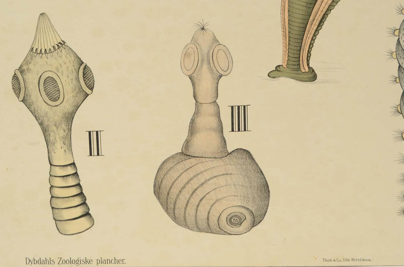 Natural history/577A5-Zoological plate
