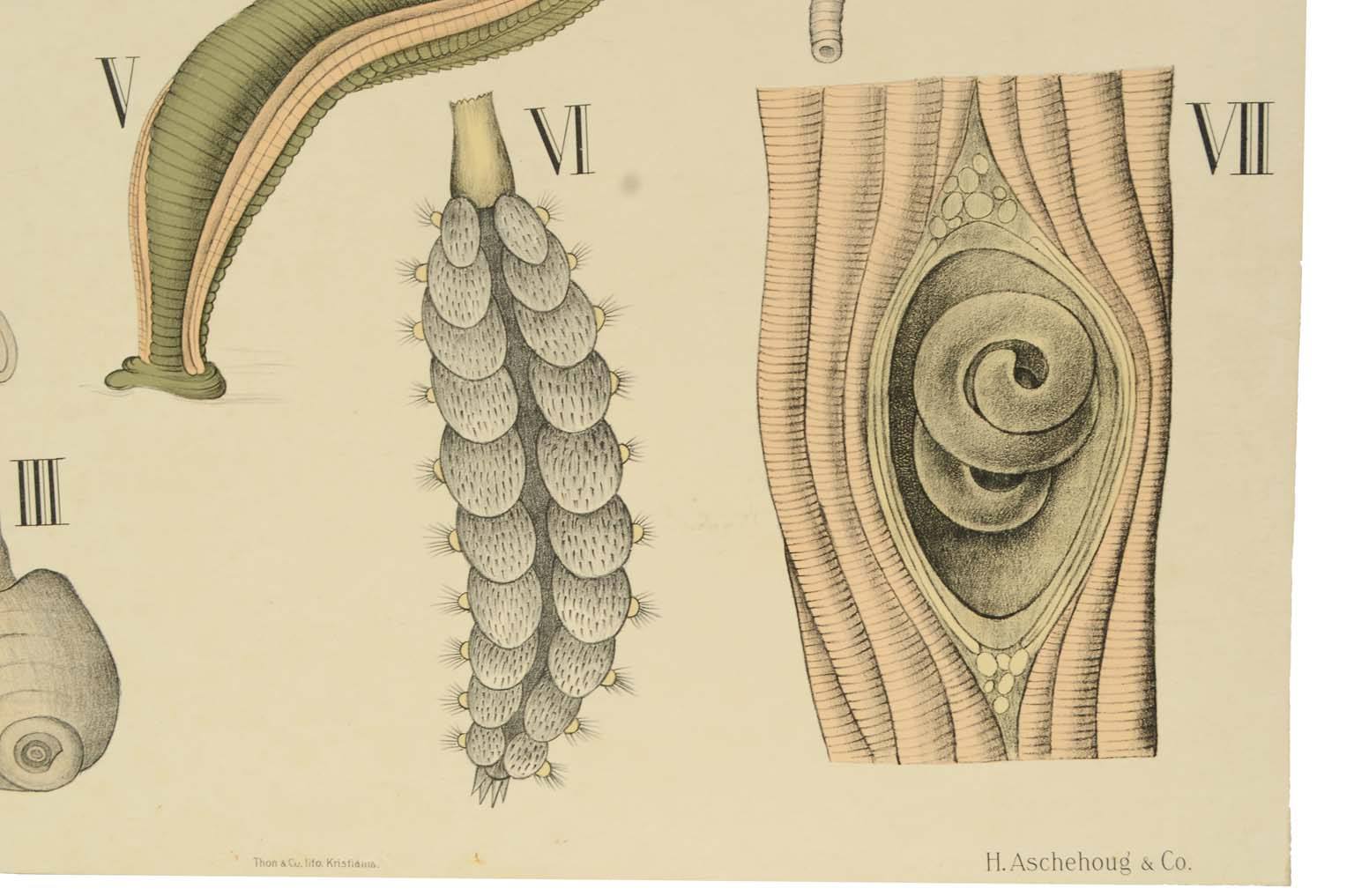 Natural history/577A5-Zoological plate