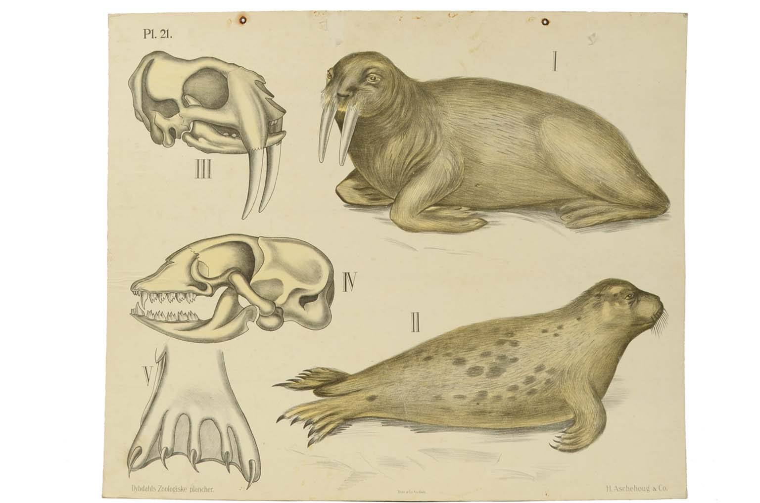 Storia naturale/577A6-Tavola zoologica