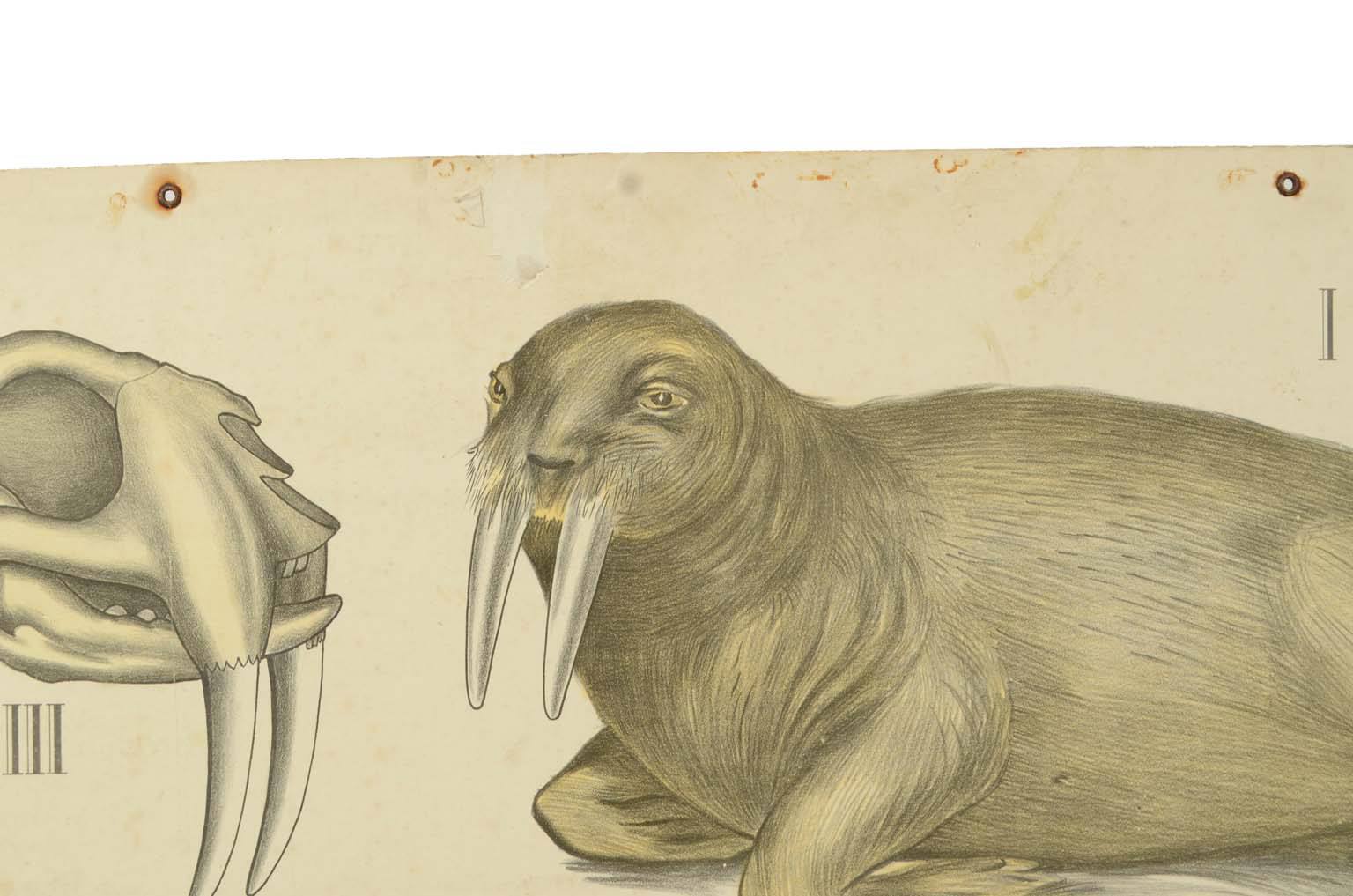 Storia naturale/577A6-Tavola zoologica