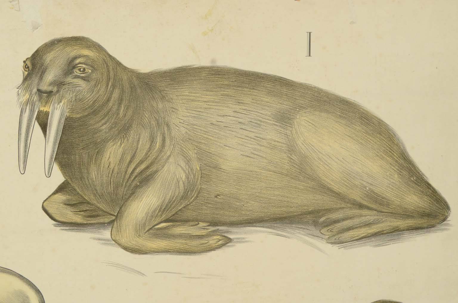 Natural history/577A6-Zoological plate