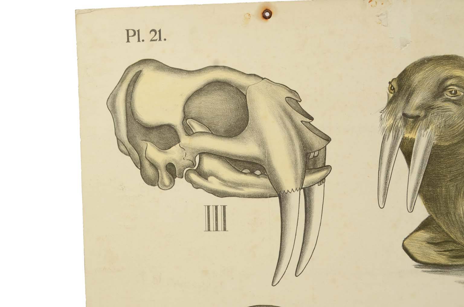 Storia naturale/577A6-Tavola zoologica