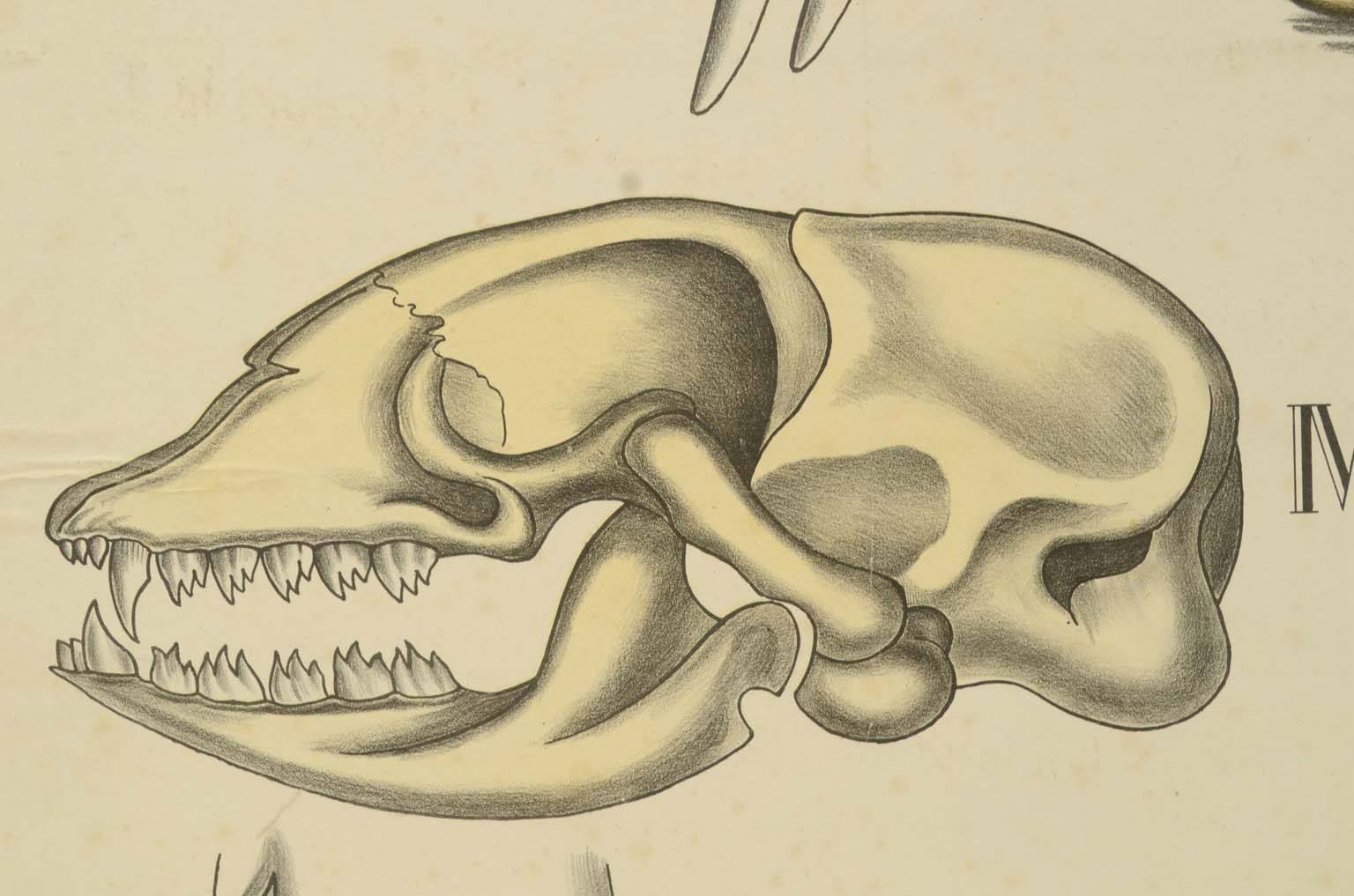 Natural history/577A6-Zoological plate