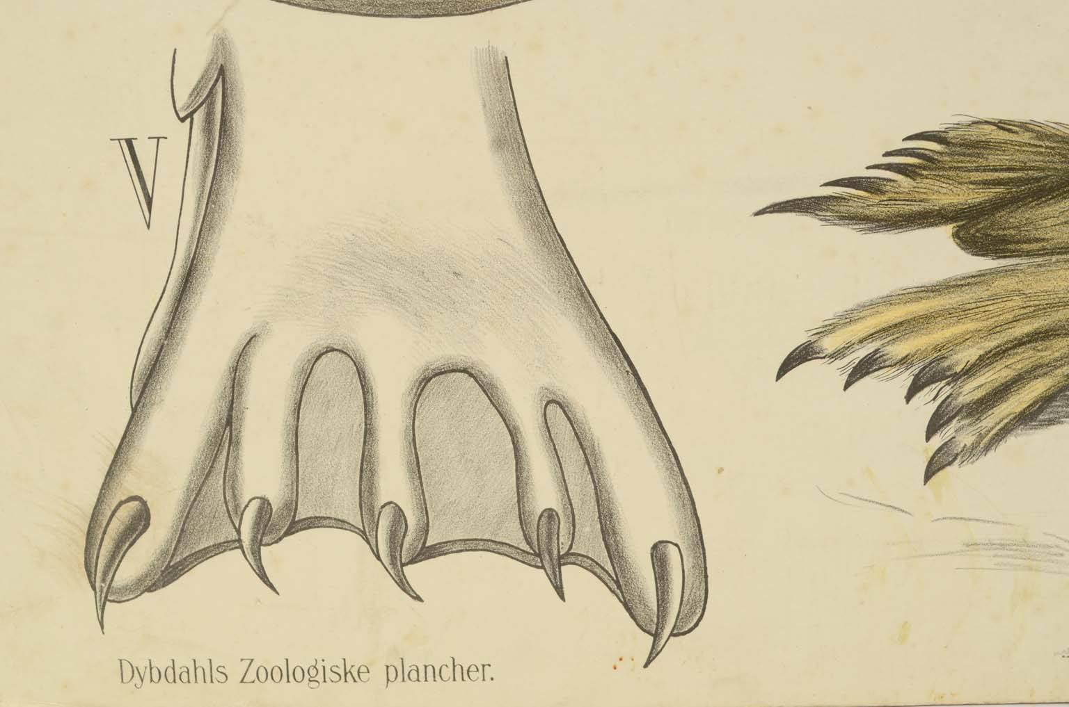 Natural history/577A6-Zoological plate