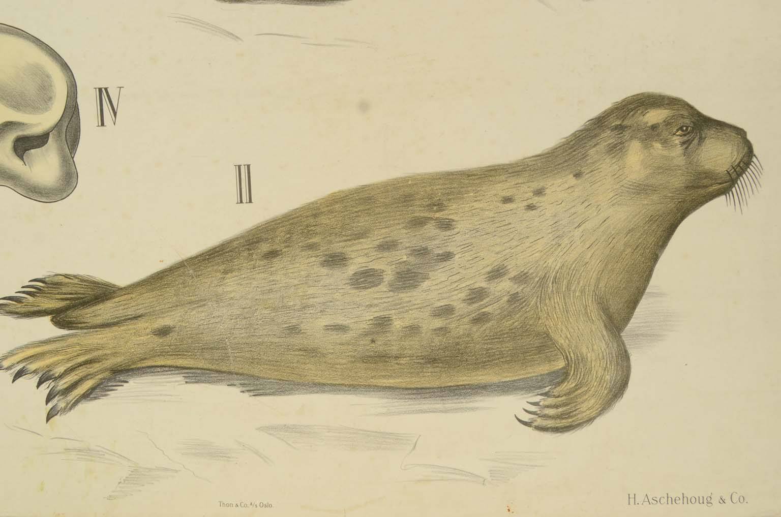 Natural history/577A6-Zoological plate