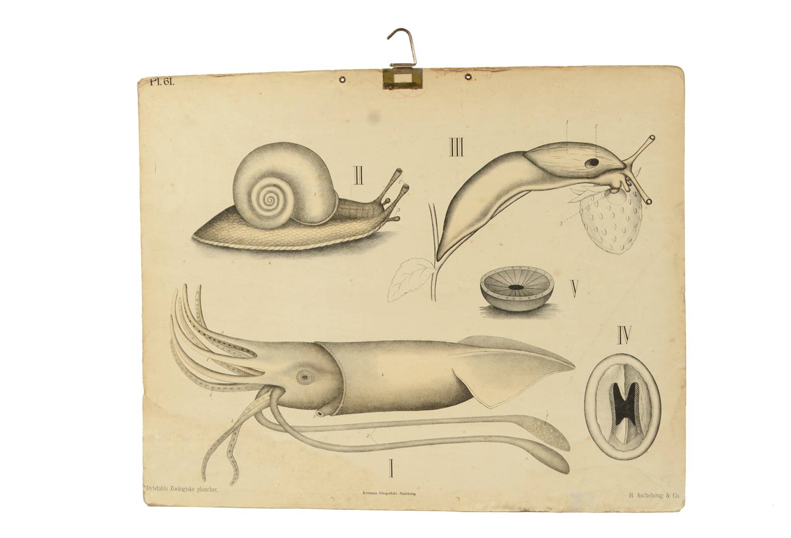 Storia naturale/577A7-Tavola zoologica