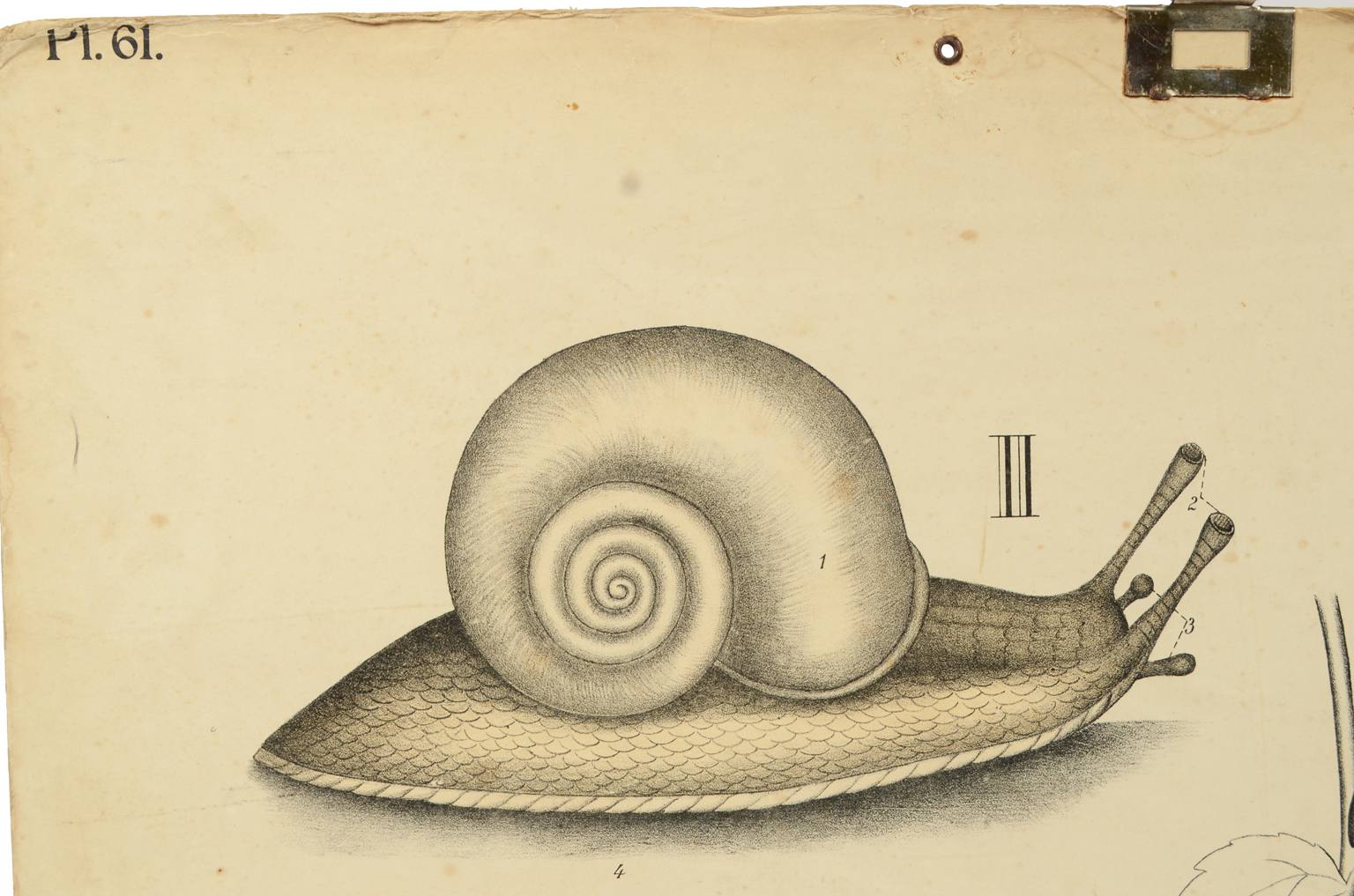 Natural history/577A7-Zoological plate