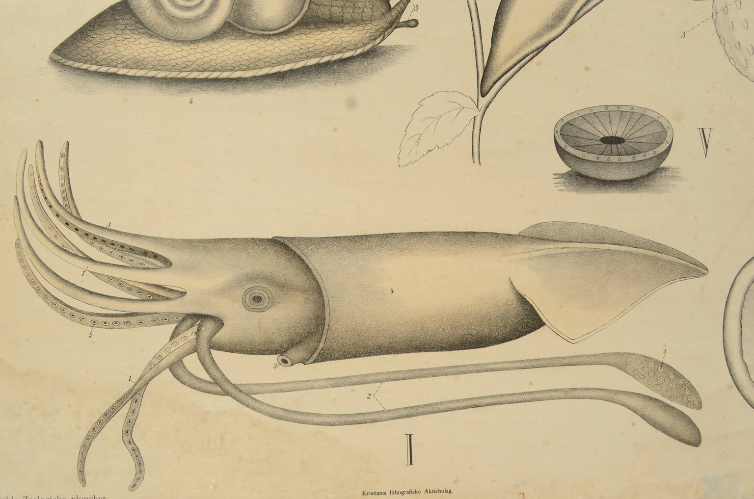 Storia naturale/577A7-Tavola zoologica