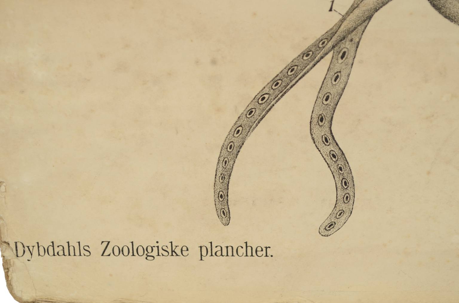Storia naturale/577A7-Tavola zoologica