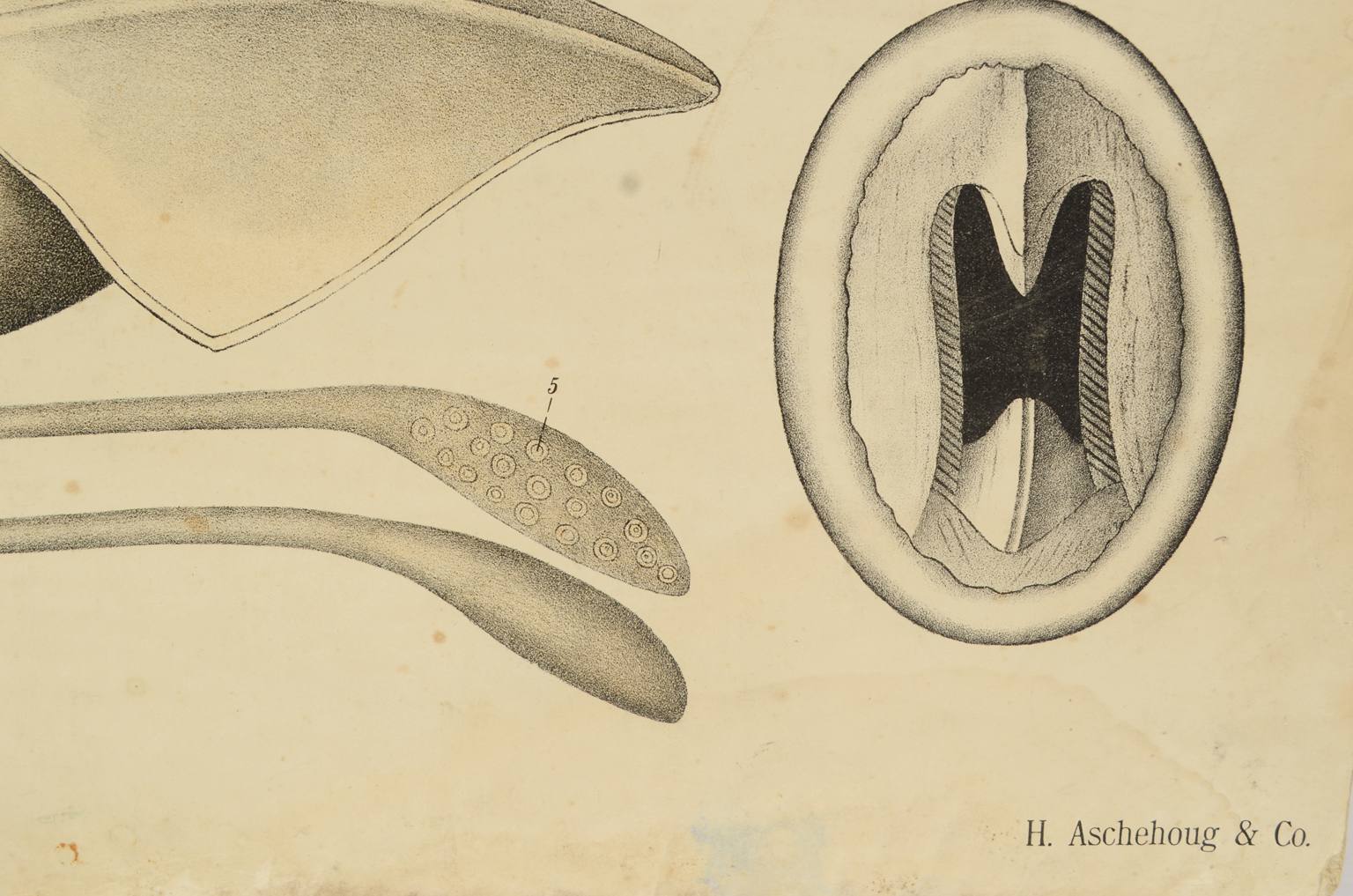 Natural history/577A7-Zoological plate