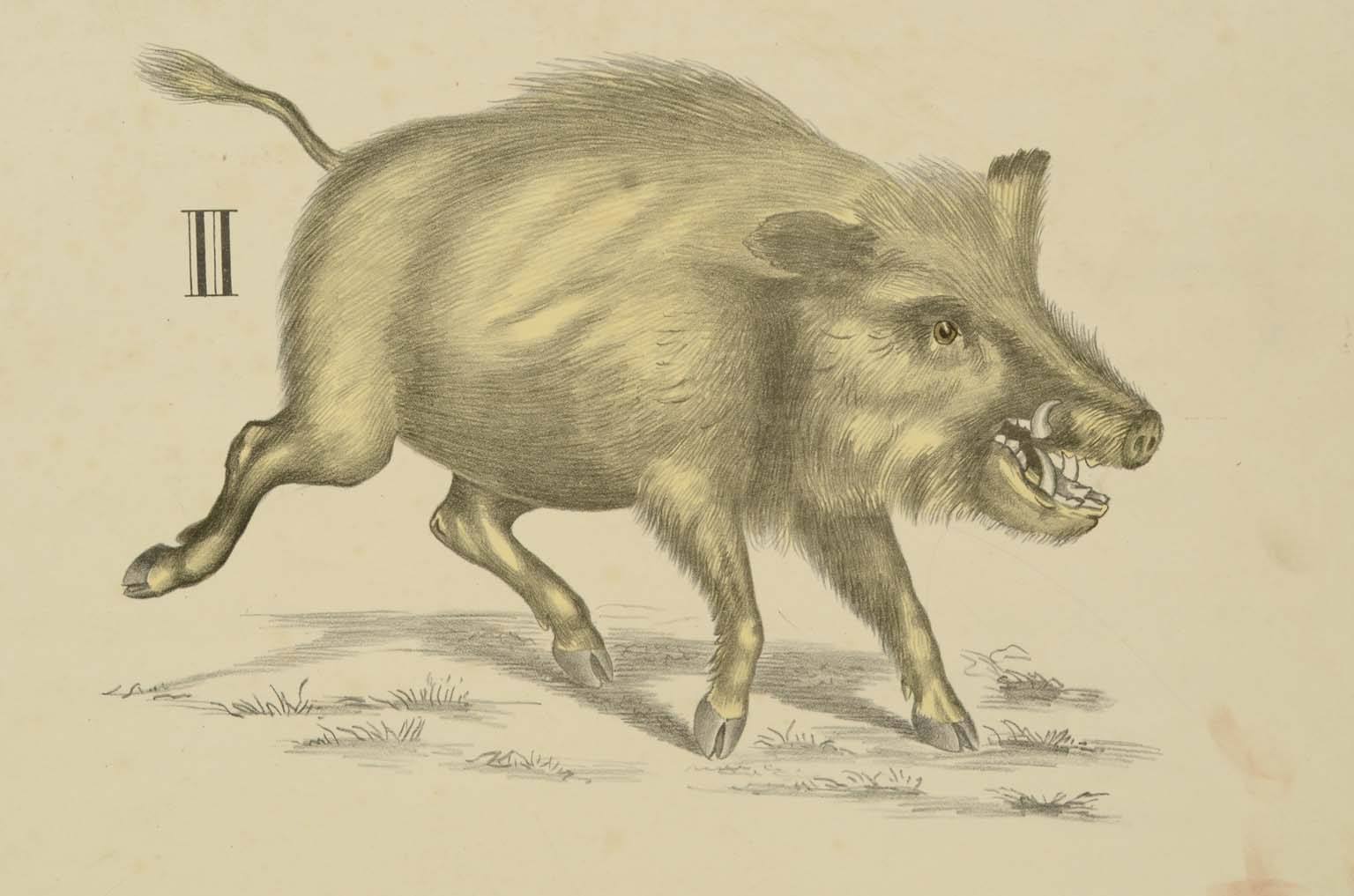 Storia naturale/577A9-Tavola zoologica